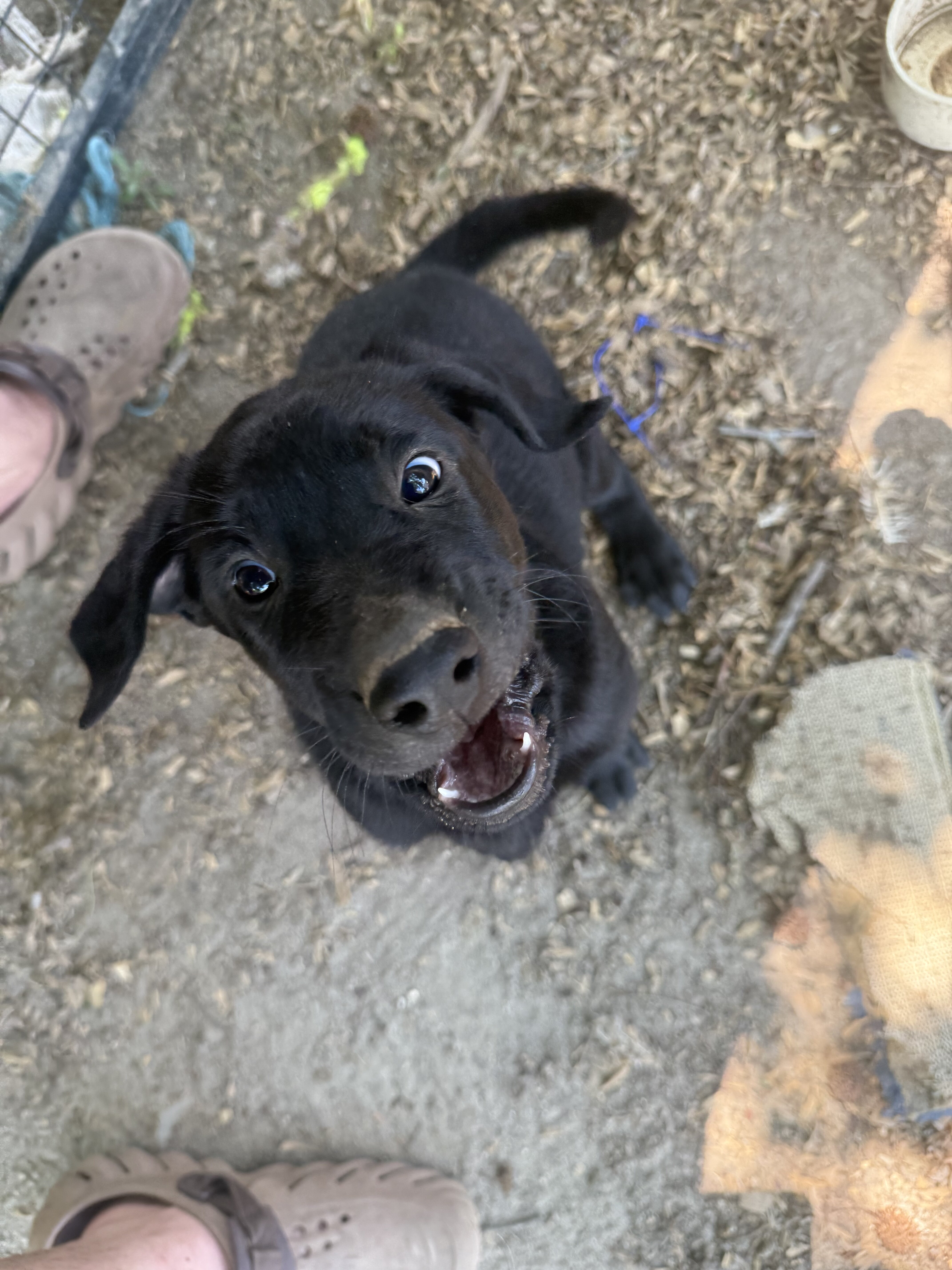 Lab pups image 1