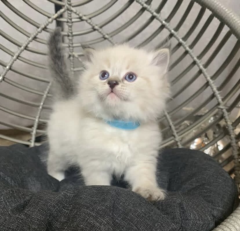 Siberian Kittens for sale near me image 1