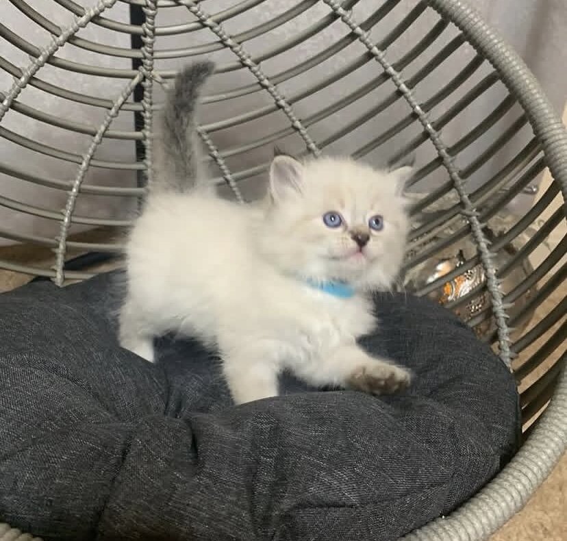 Siberian Kittens for sale near me image 4