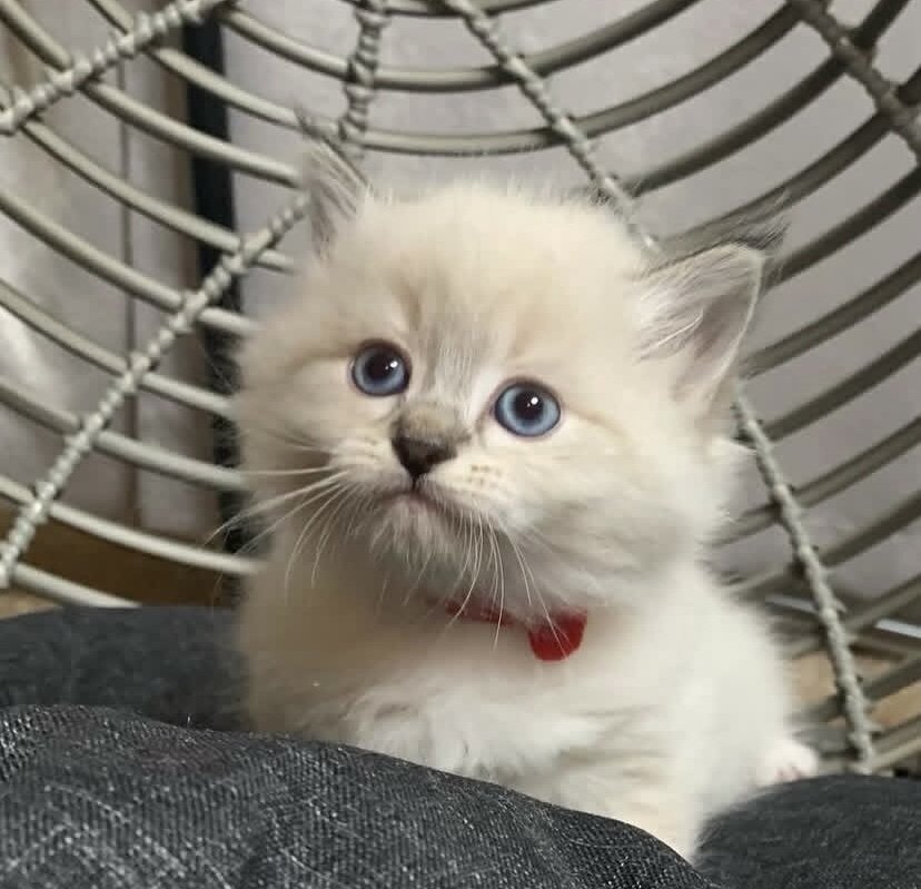Siberian Kittens for sale near me image 2