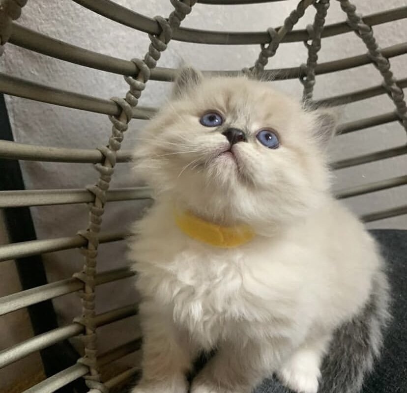 Siberian Kittens for sale near me image 3