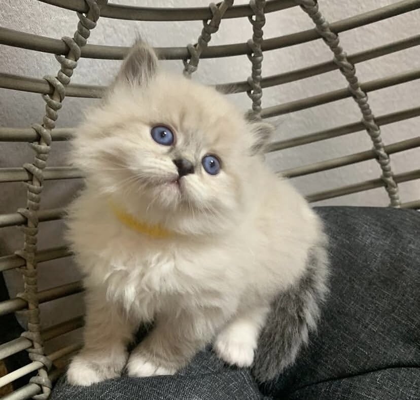 Siberian Kittens for sale near me image 6