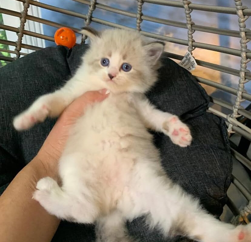 Siberian Kittens for sale near me image 5