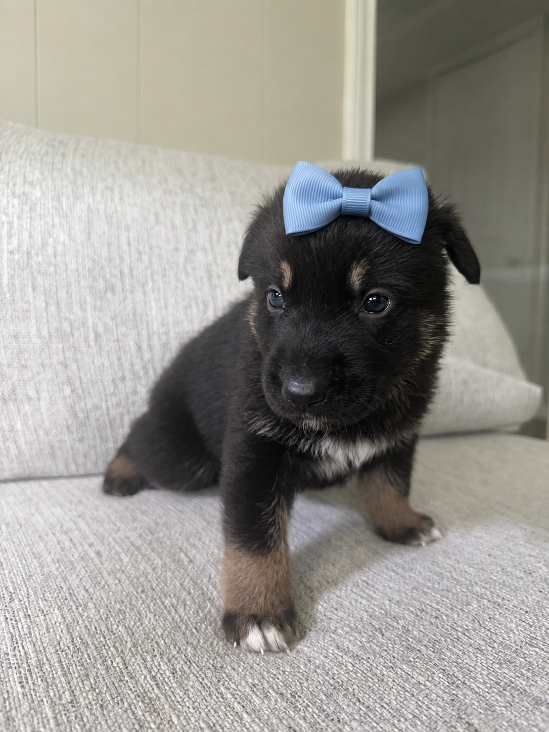 Cute Puppies ! image 4