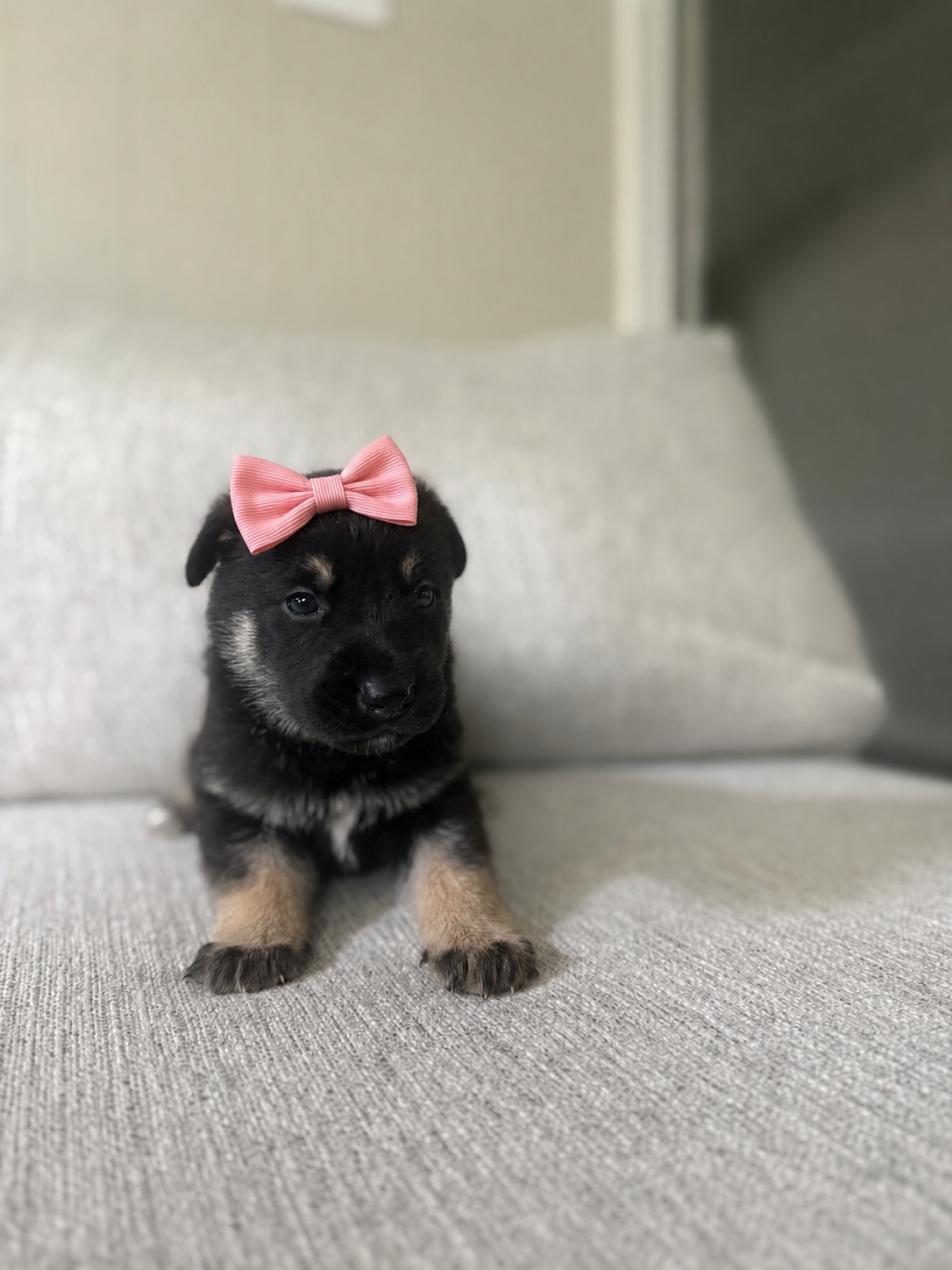 Cute Puppies ! image 5