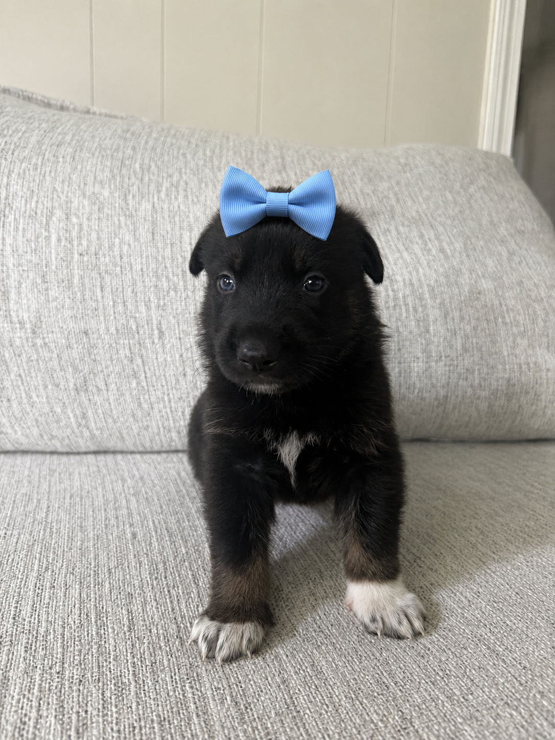 Cute Puppies ! image 1