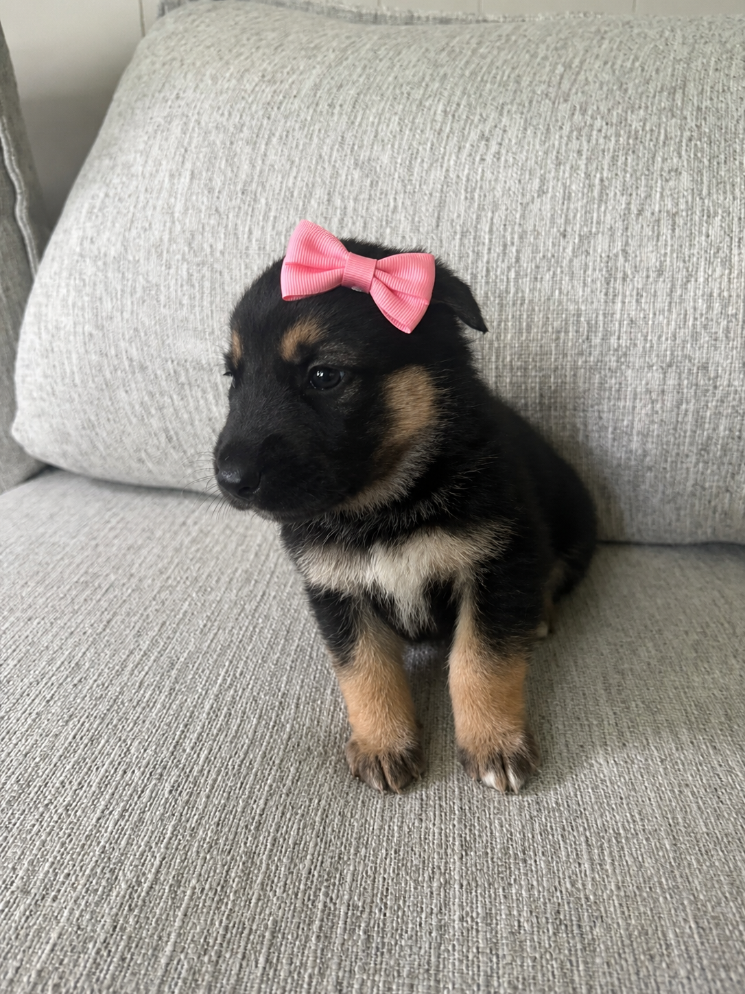 Cute Puppies ! image 3
