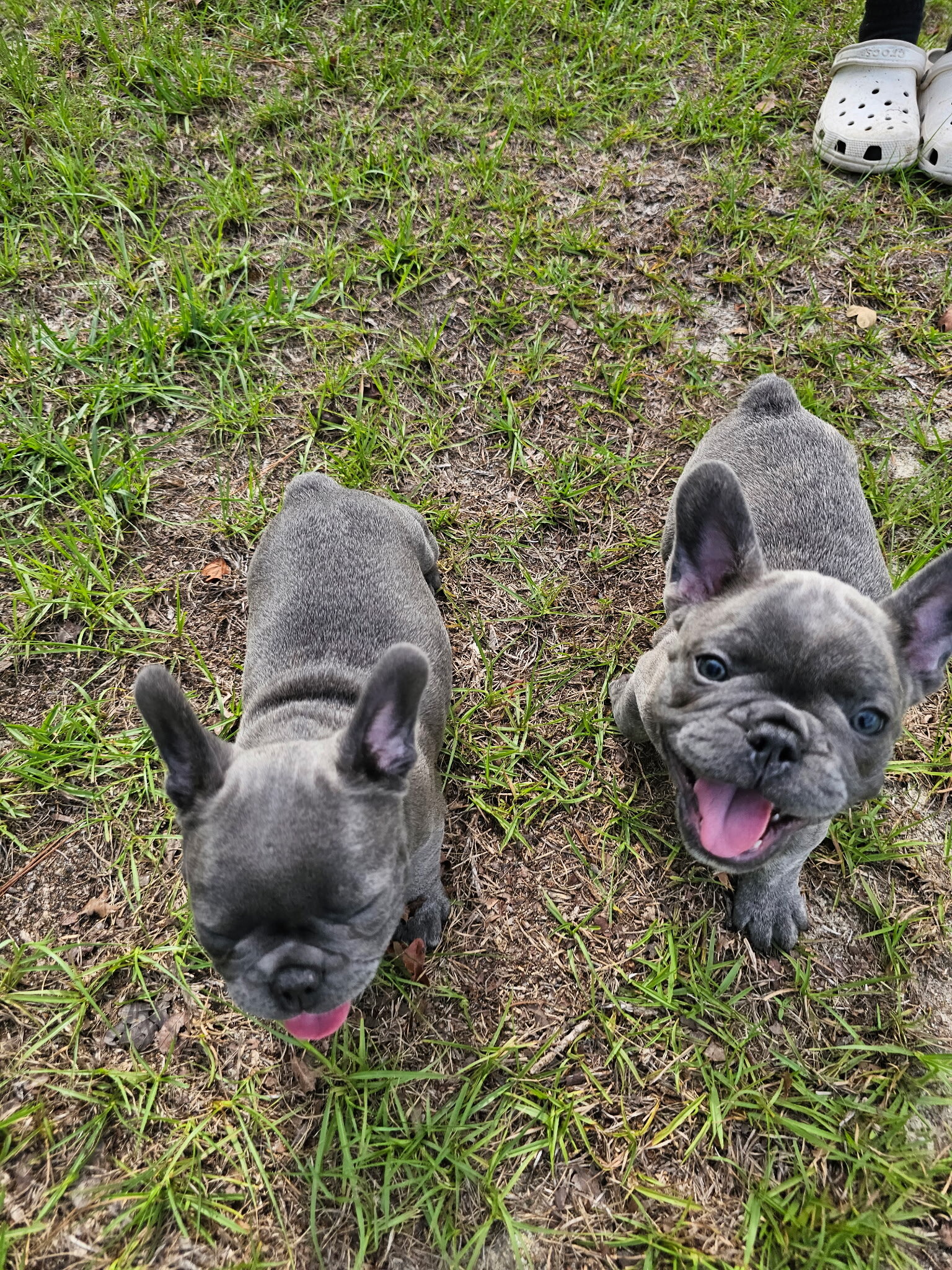 Sunday with the Frenchie’s image 1