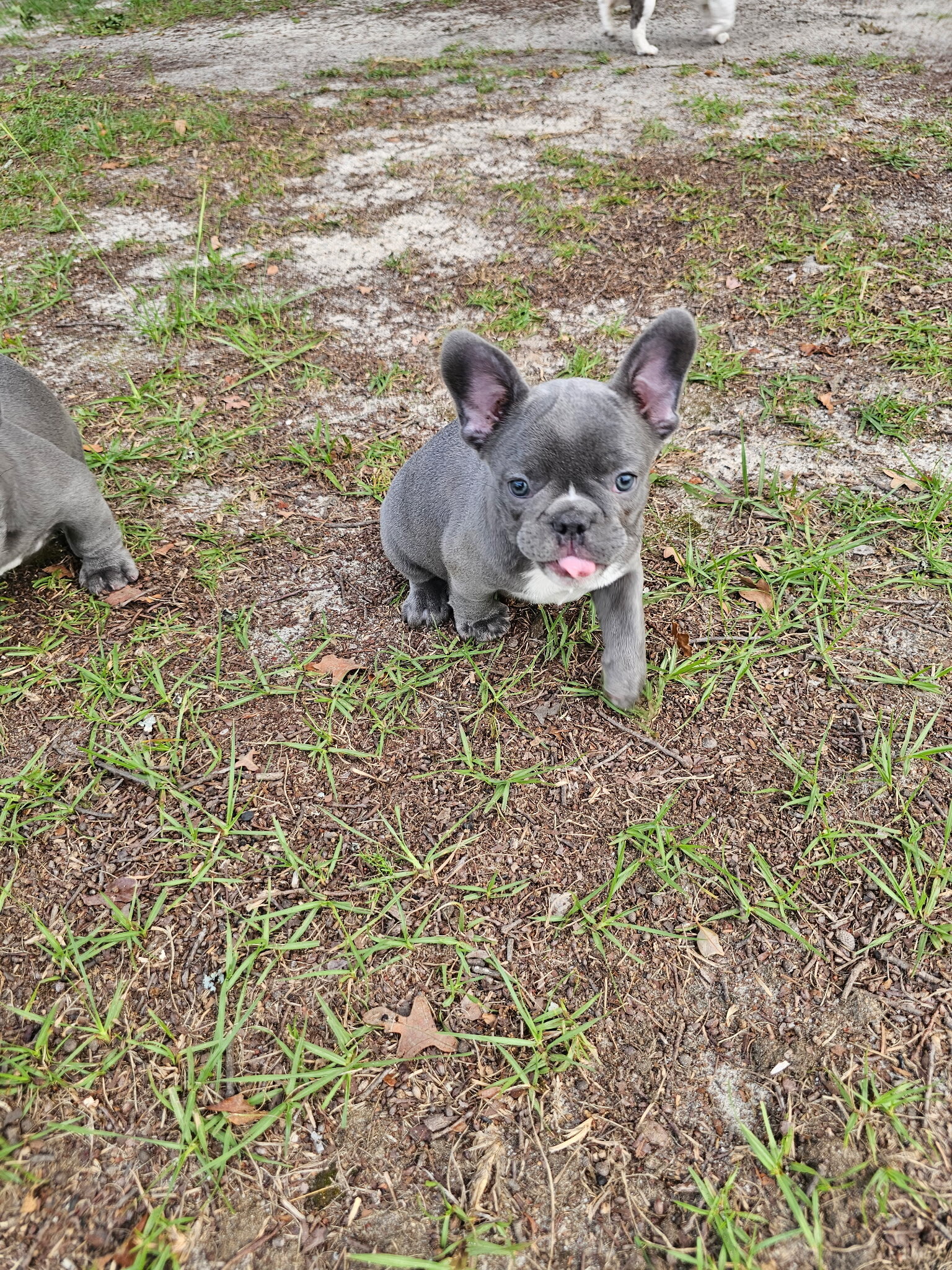 Sunday with the Frenchie’s image 2