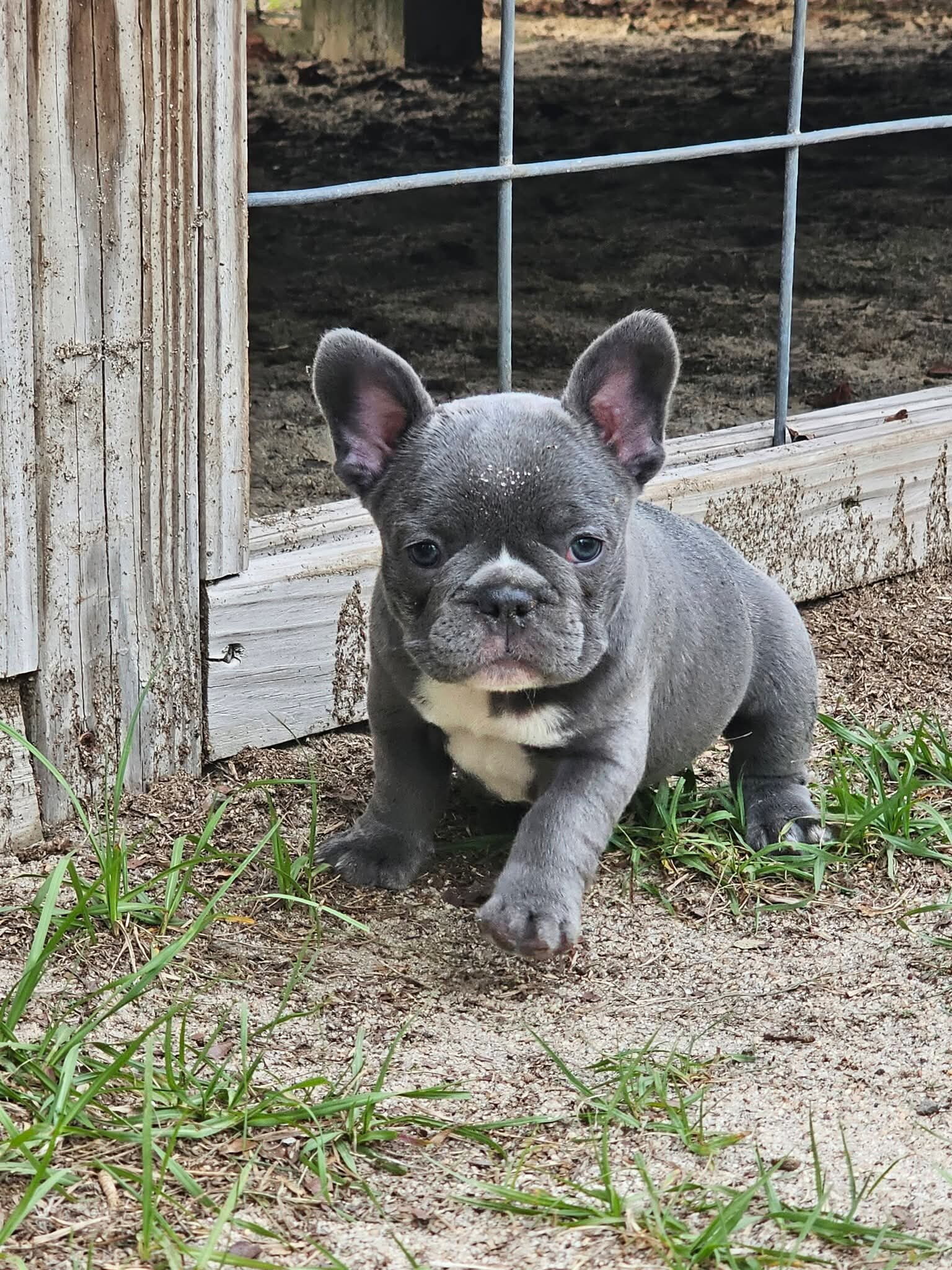 Sunday with the Frenchie’s image 6