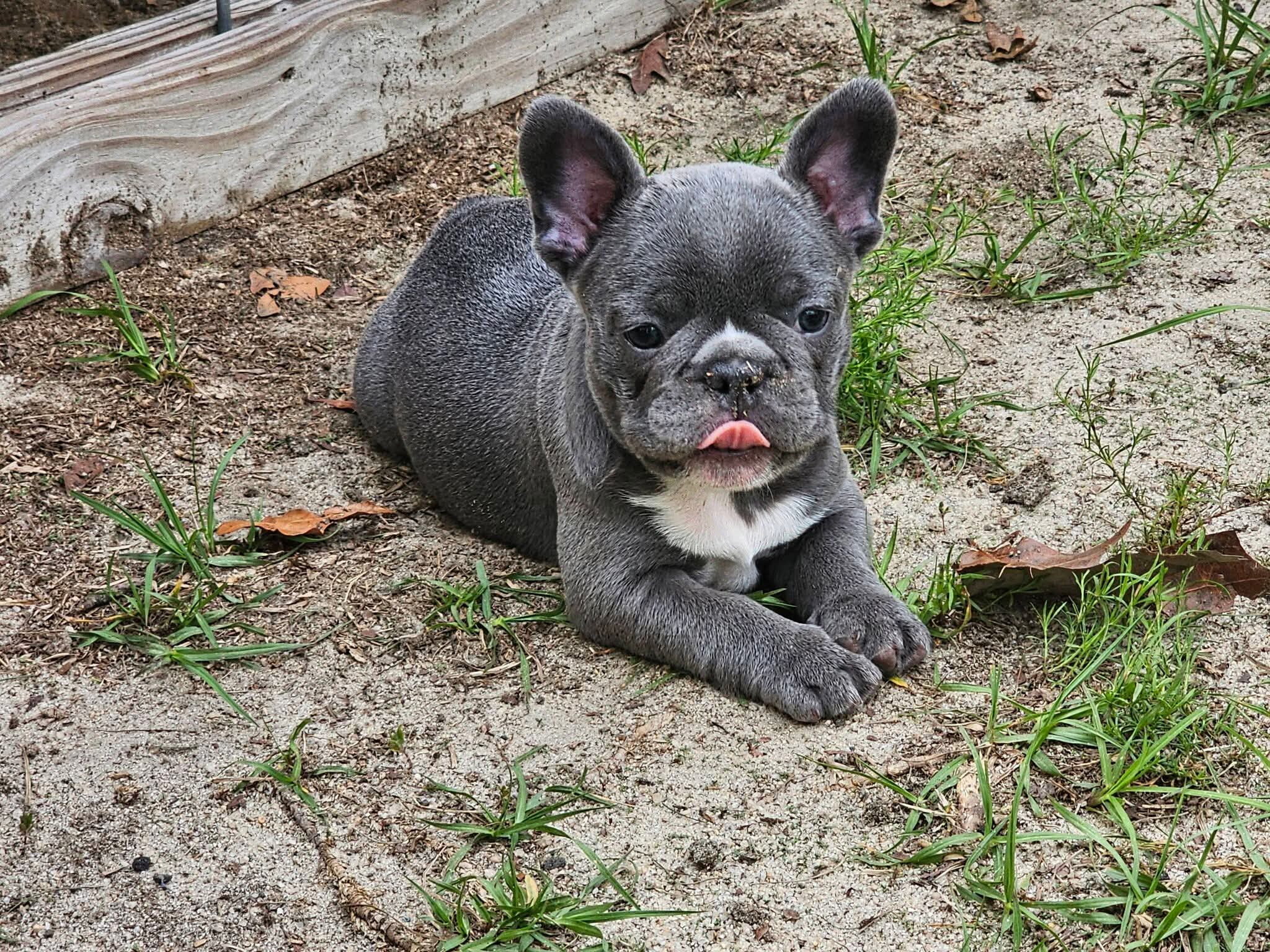 Sunday with the Frenchie’s image 3