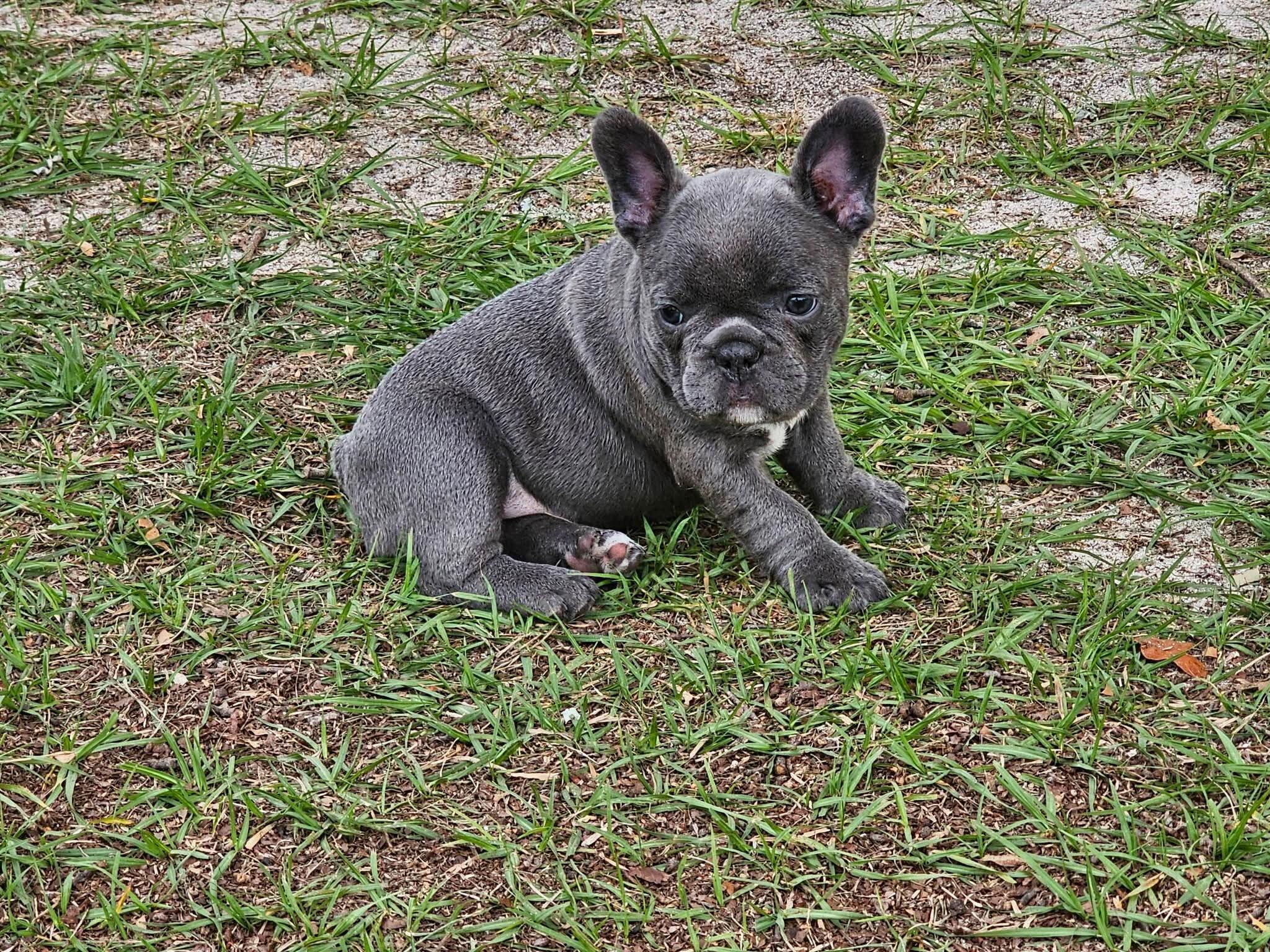 Sunday with the Frenchie’s image 5