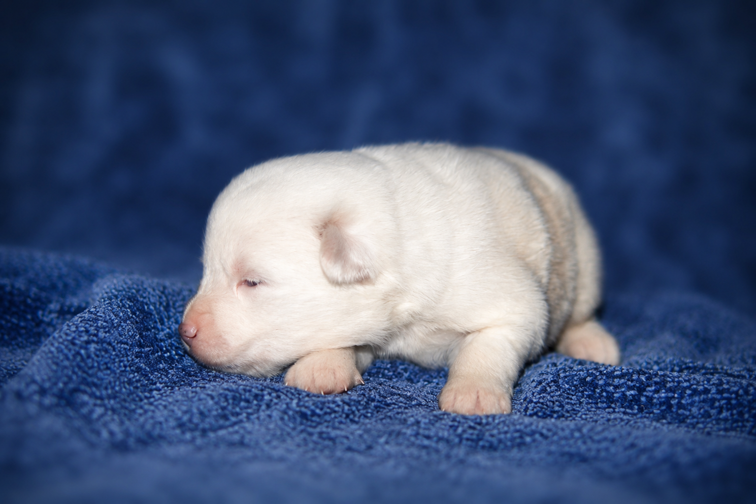 Pomsky puppies image 5