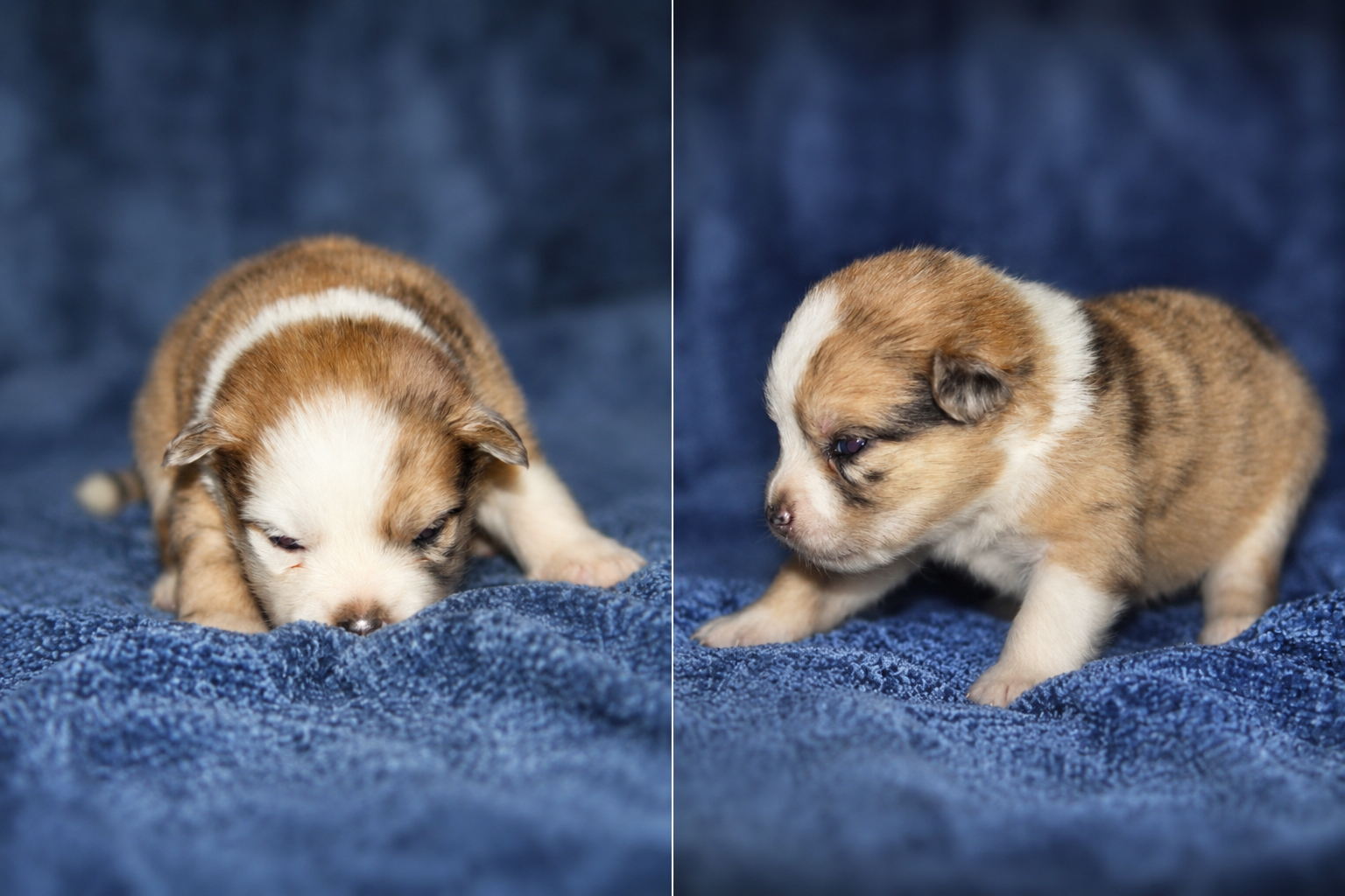 Pomsky puppies image 2