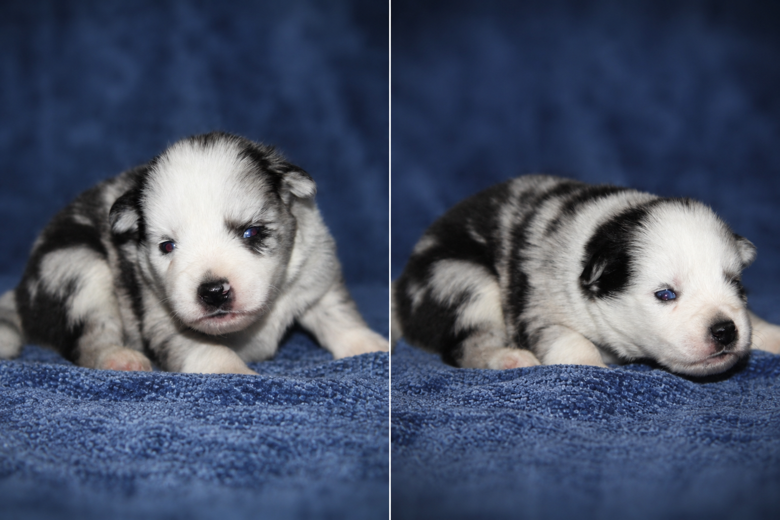 Pomsky puppies image 1