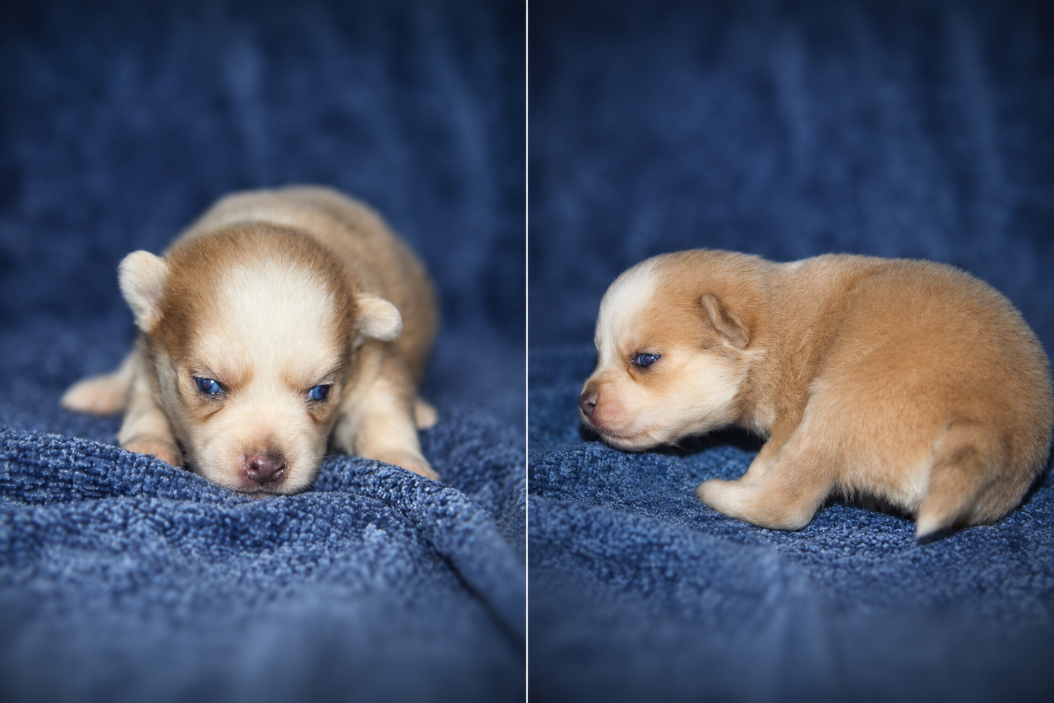 Pomsky puppies image 4
