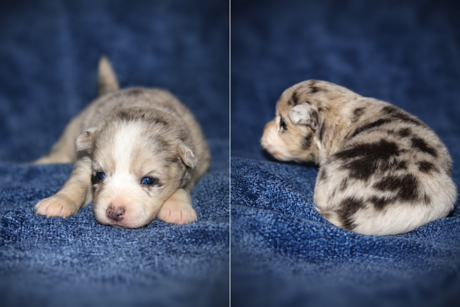 Pomsky puppies image 3