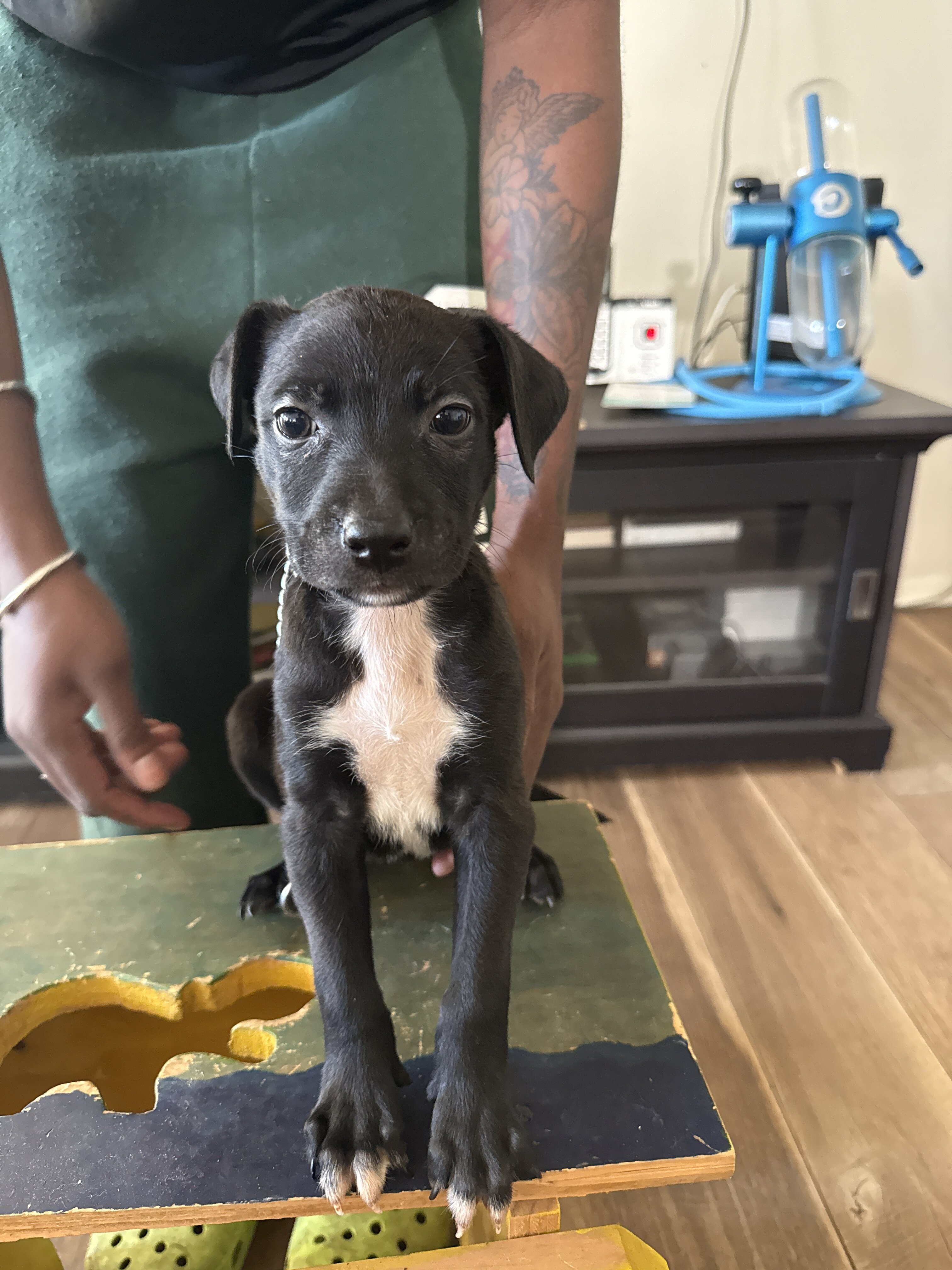 Bull Herder Puppies image 8
