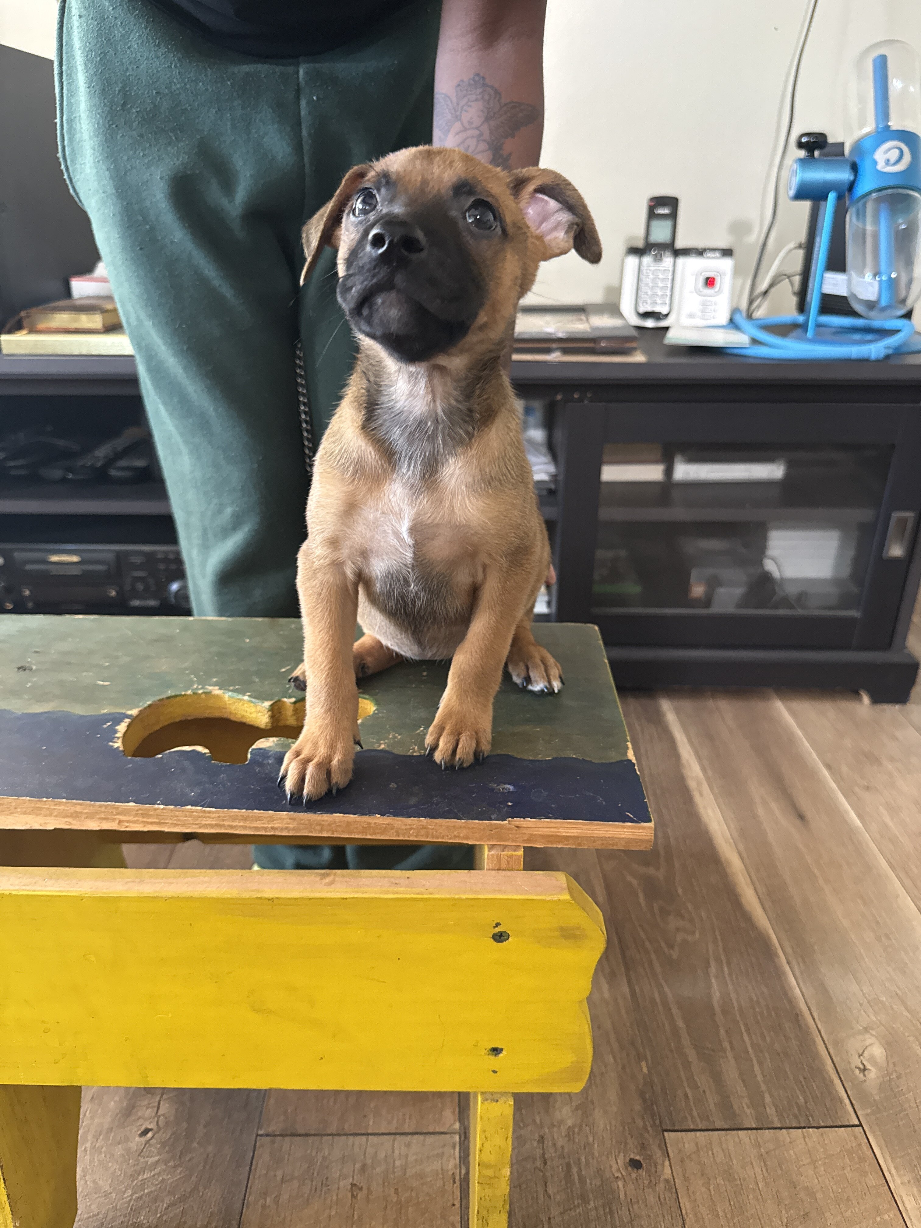 Bull Herder Puppies image 7