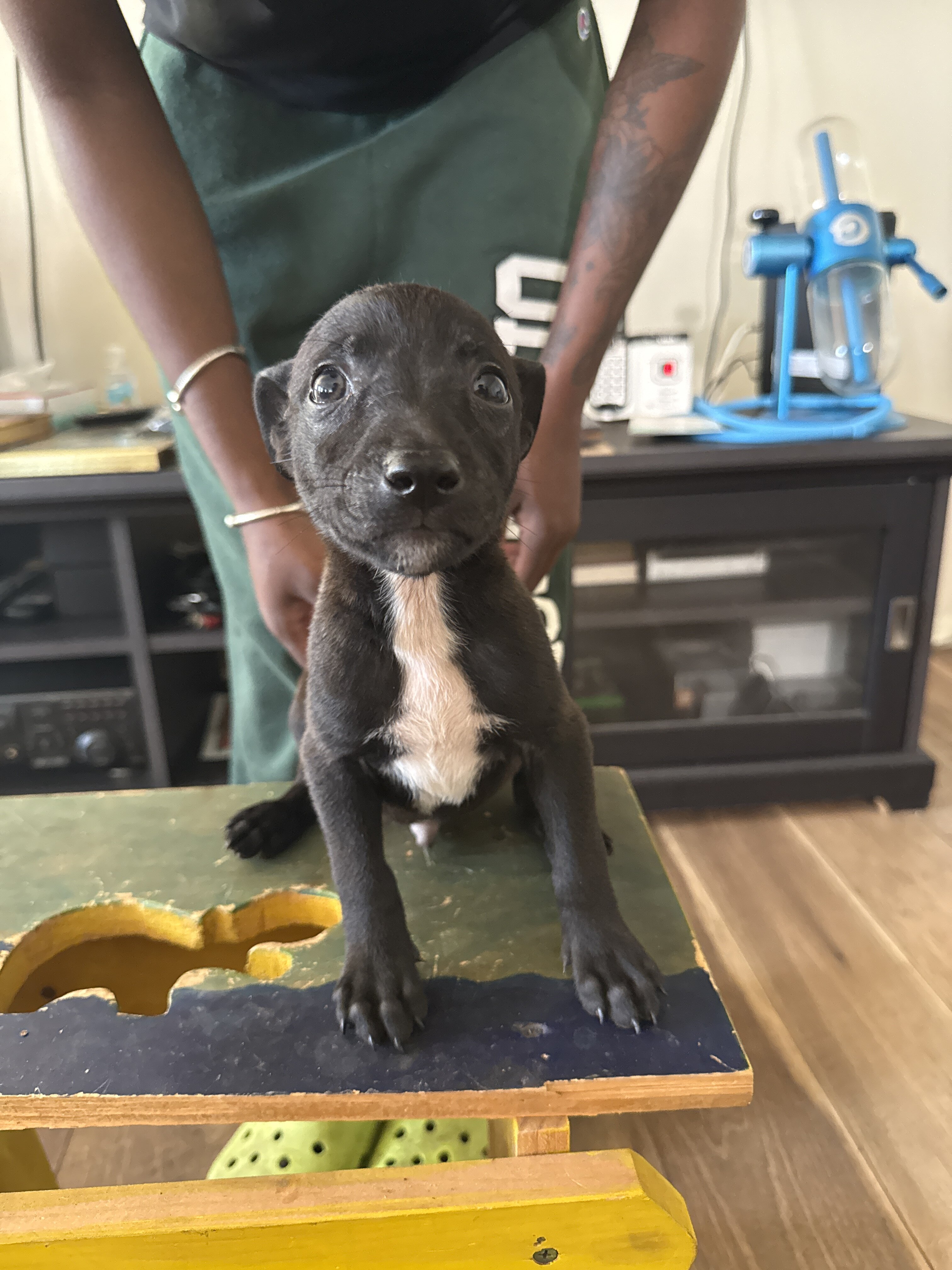 Bull Herder Puppies image 6