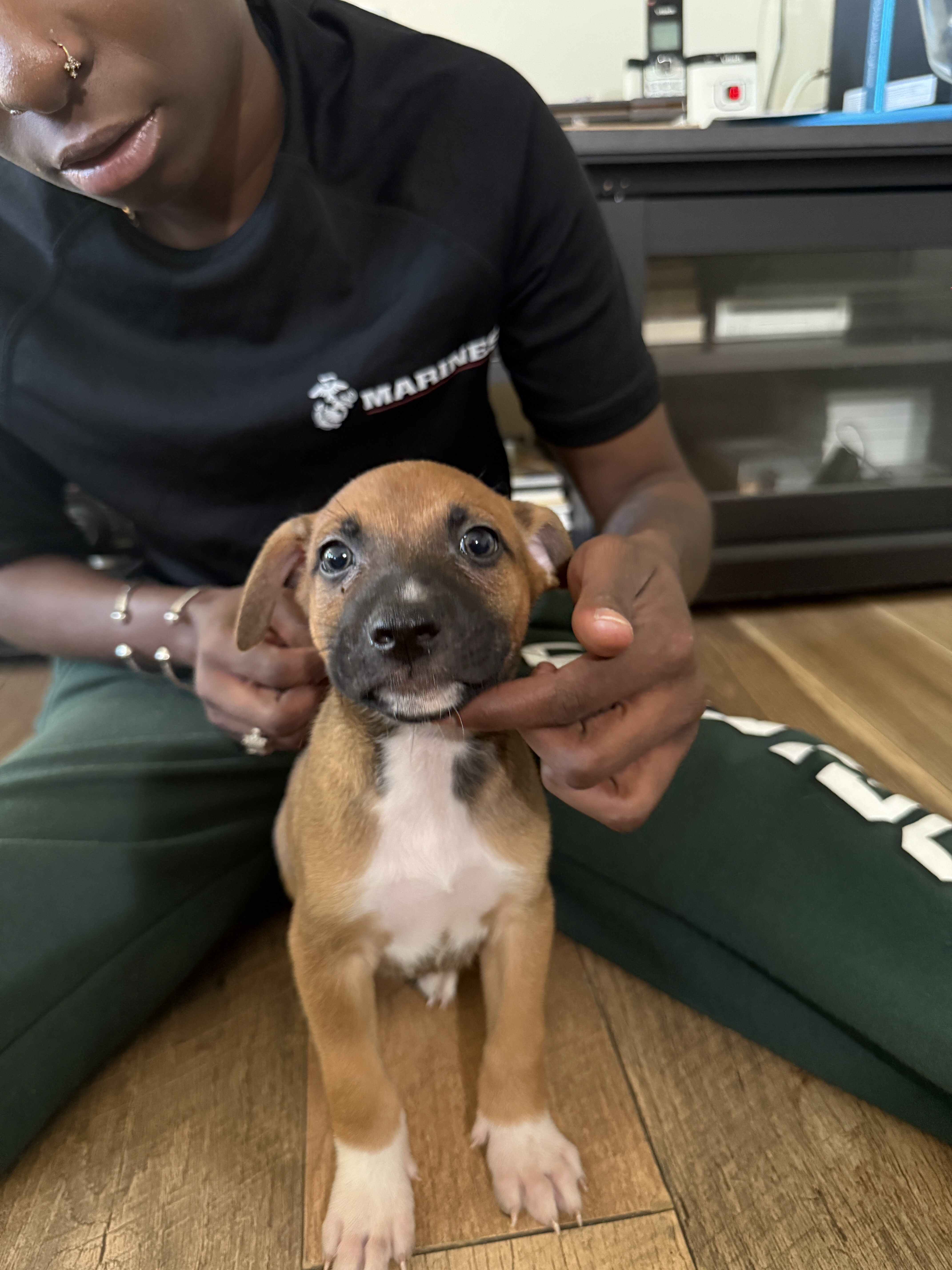 Bull Herder Puppies image 10