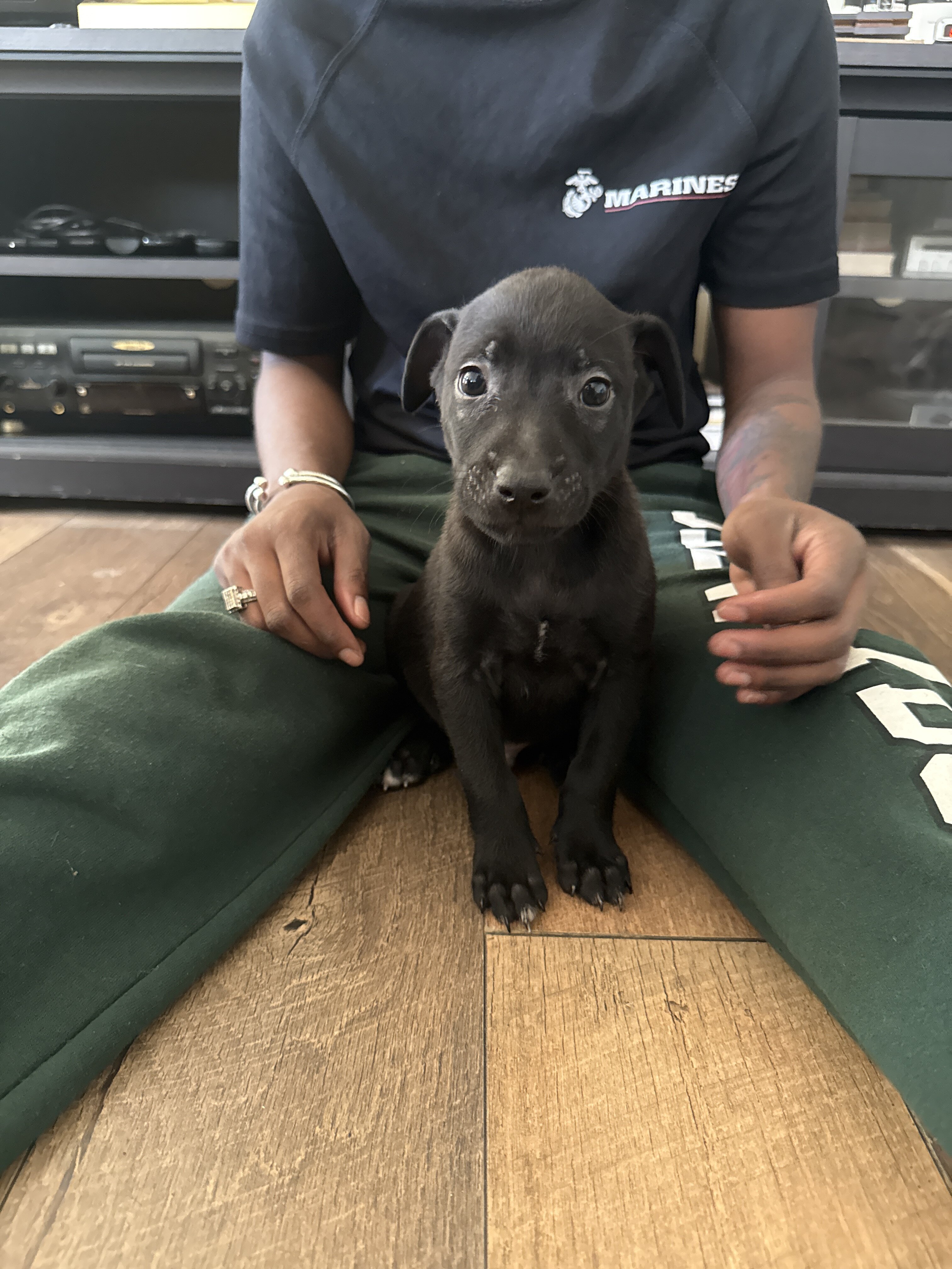 Bull Herder Puppies image 9