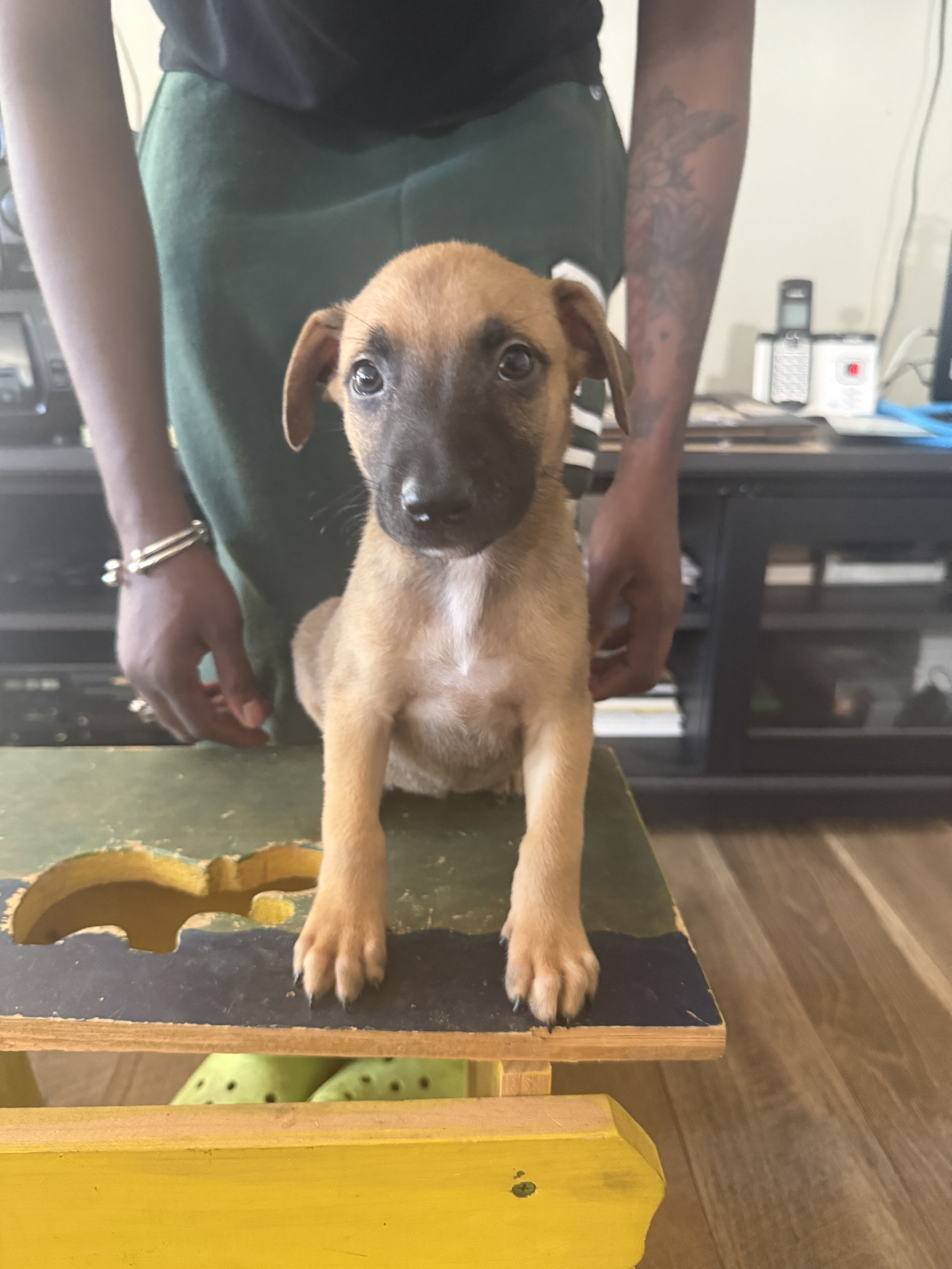 Bull Herder Puppies image 5
