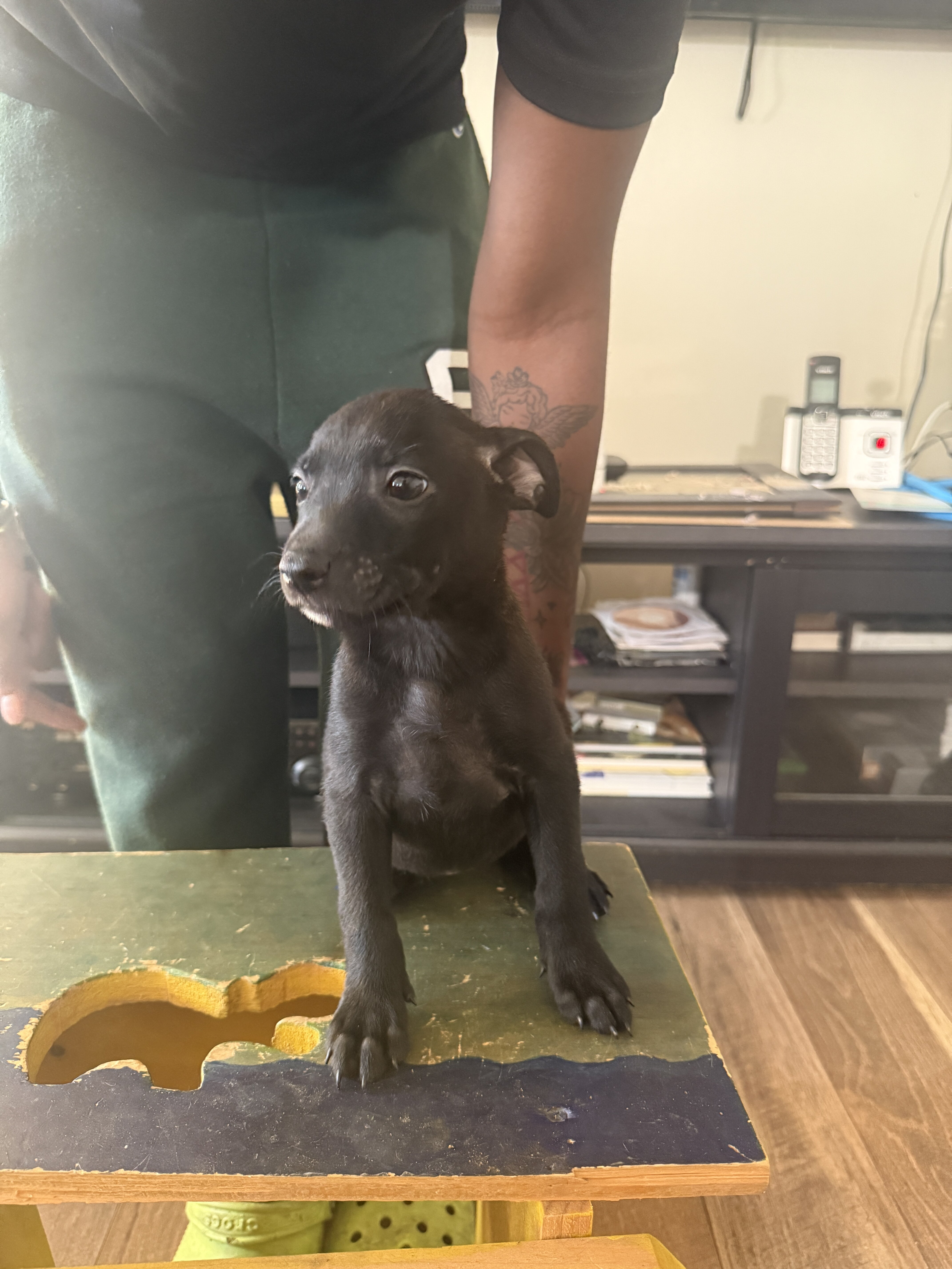 Bull Herder Puppies image 4