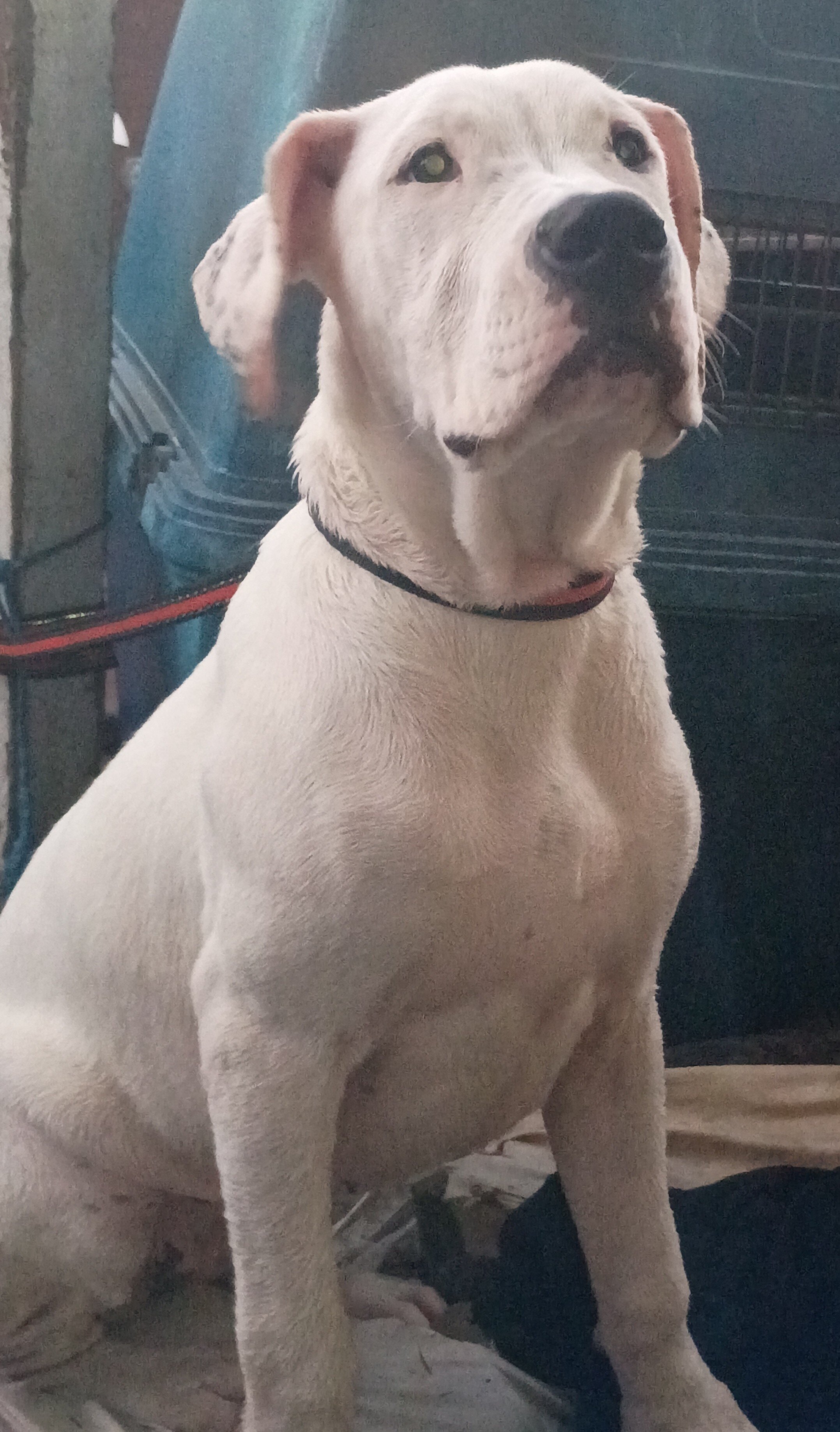 Dogo Argentino image 5