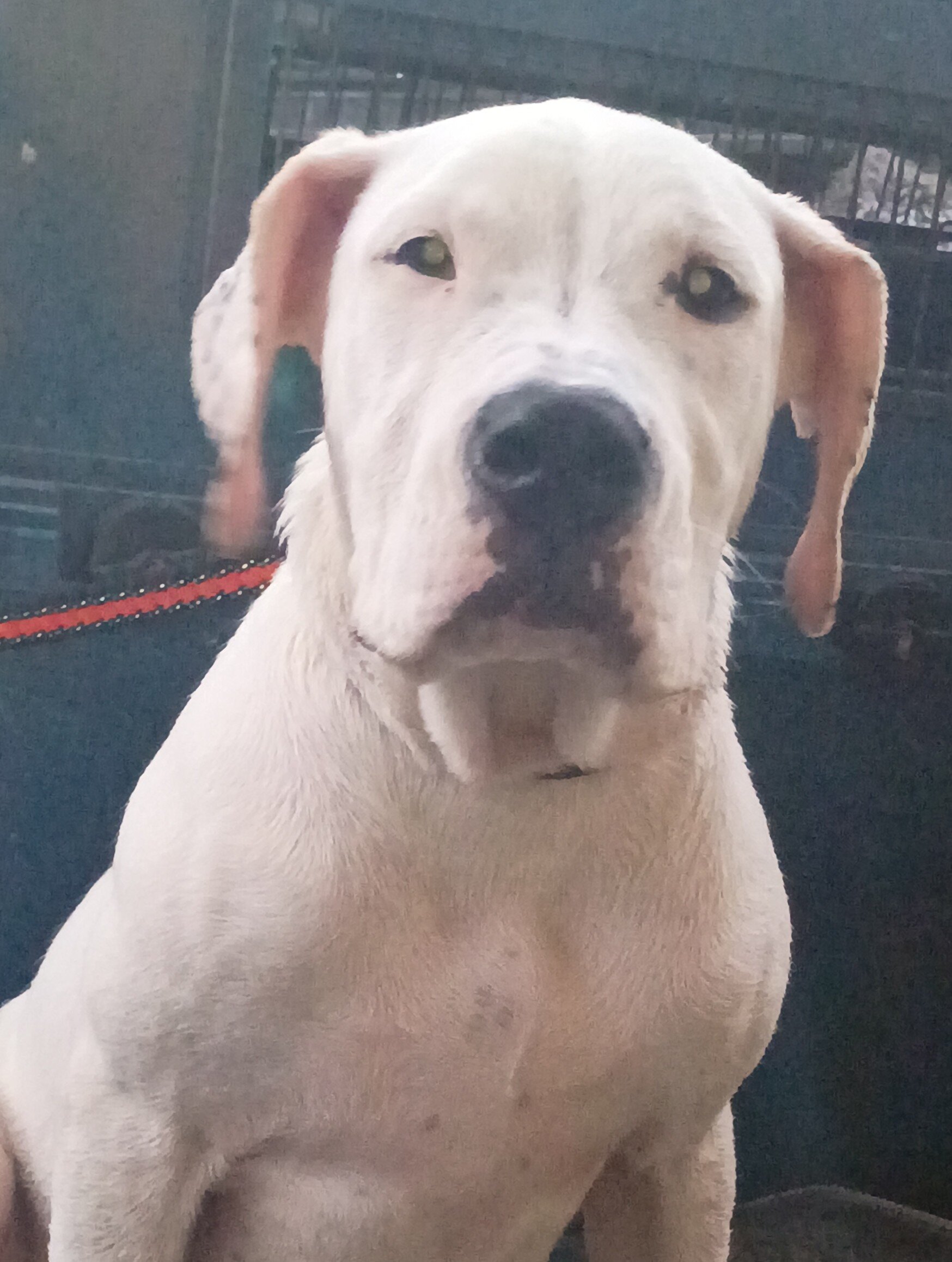 Dogo Argentino image 6