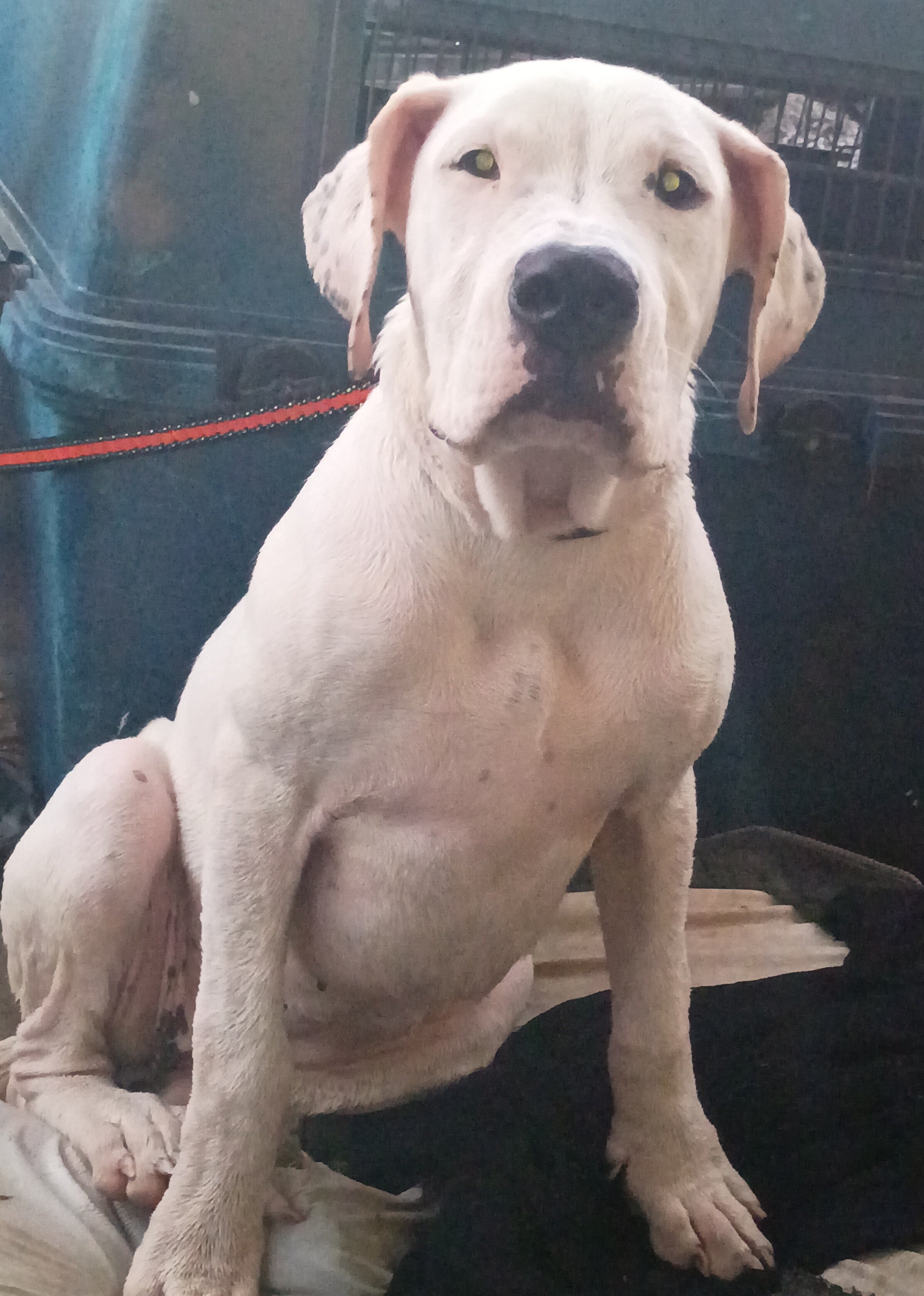 Dogo Argentino image 1