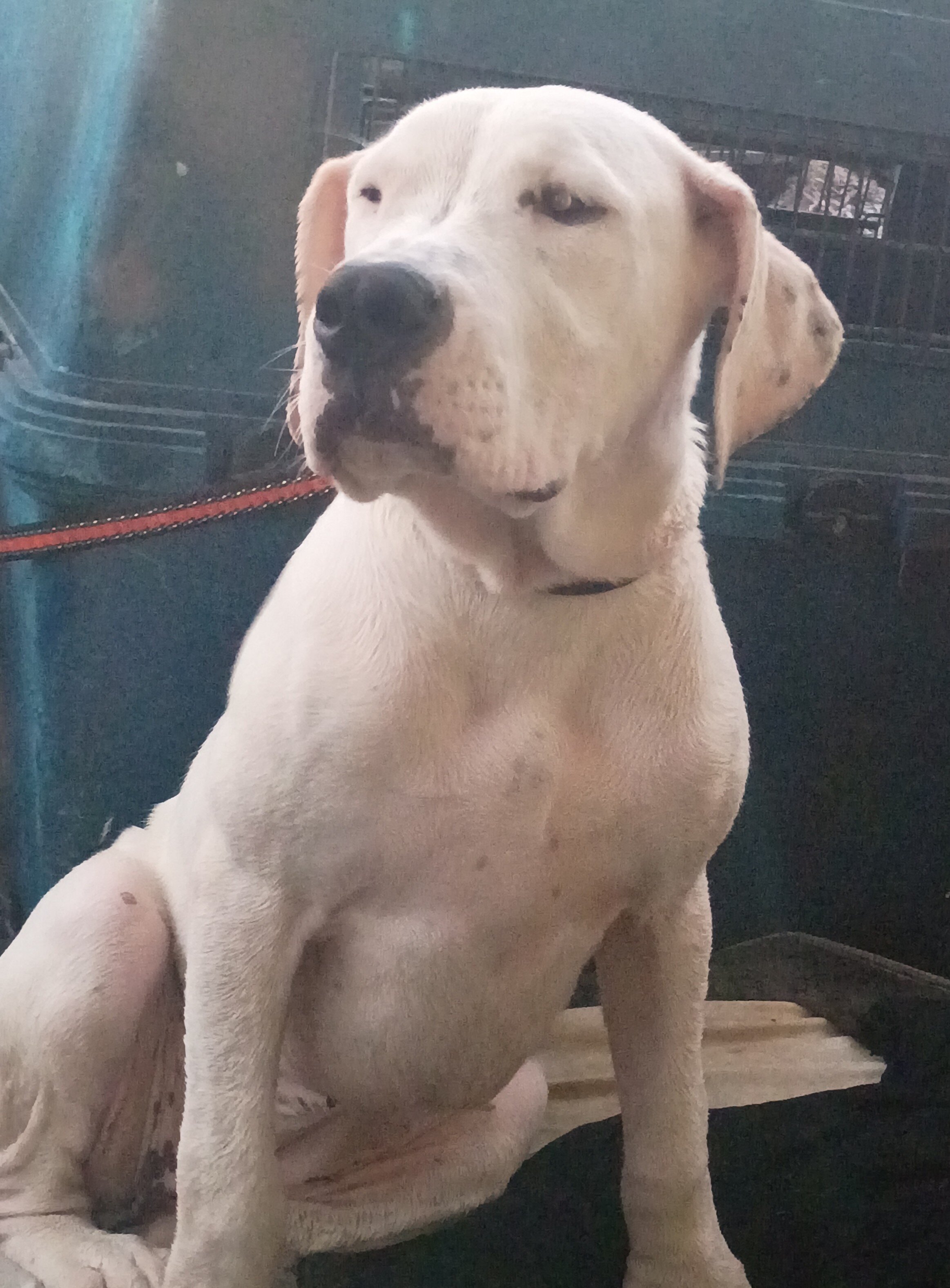 Dogo Argentino image 3