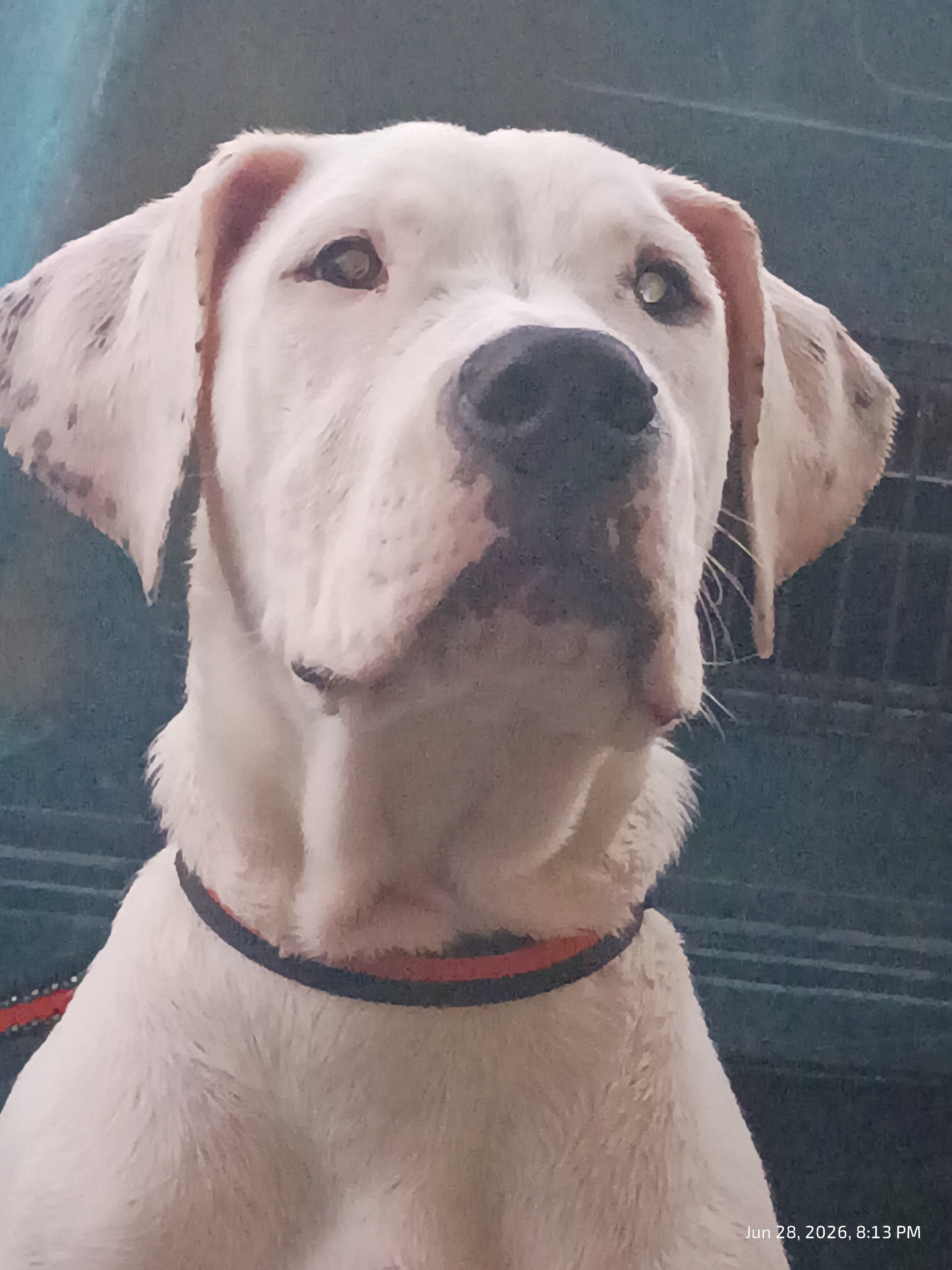 Dogo Argentino image 2