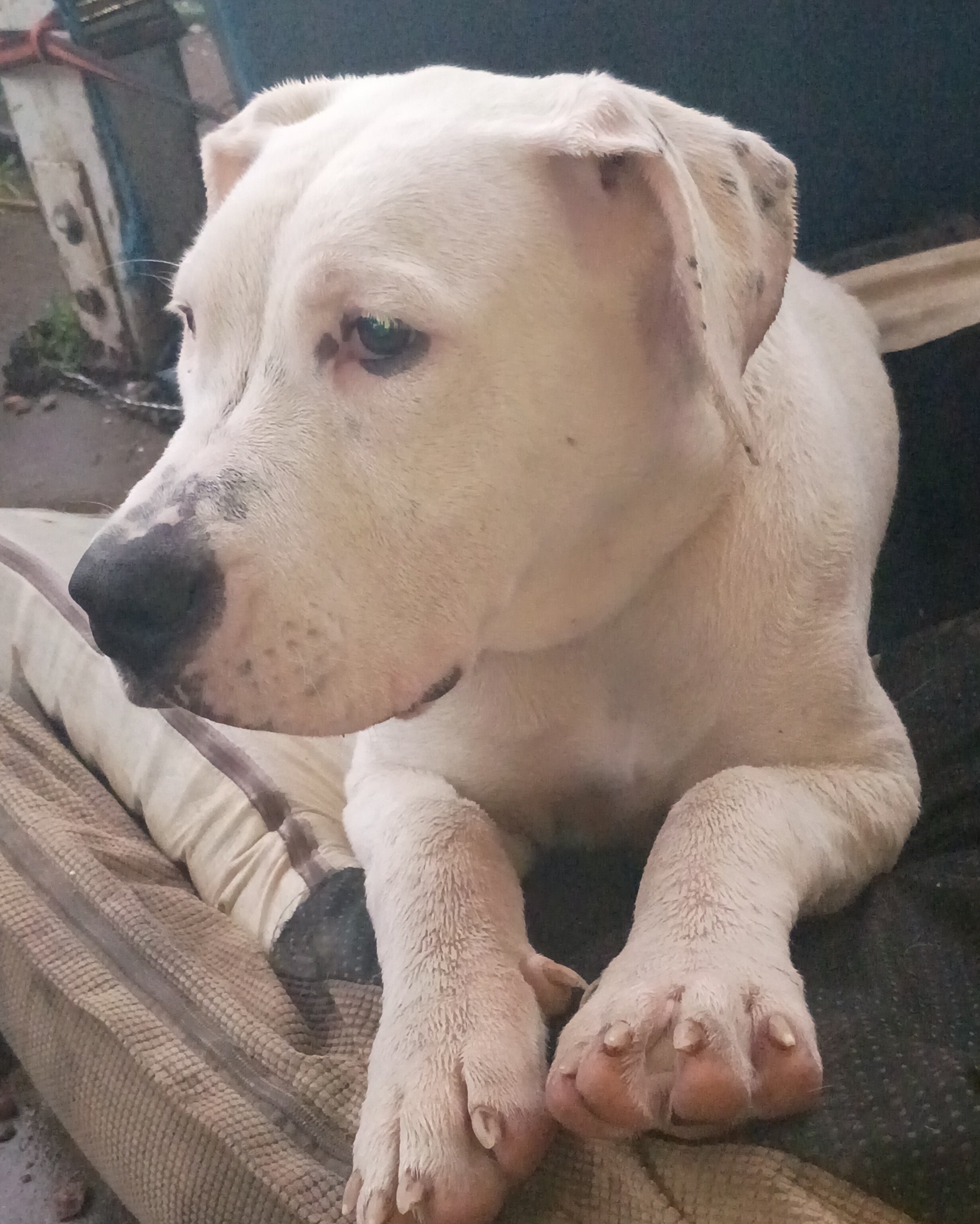 Dogo Argentino image 4