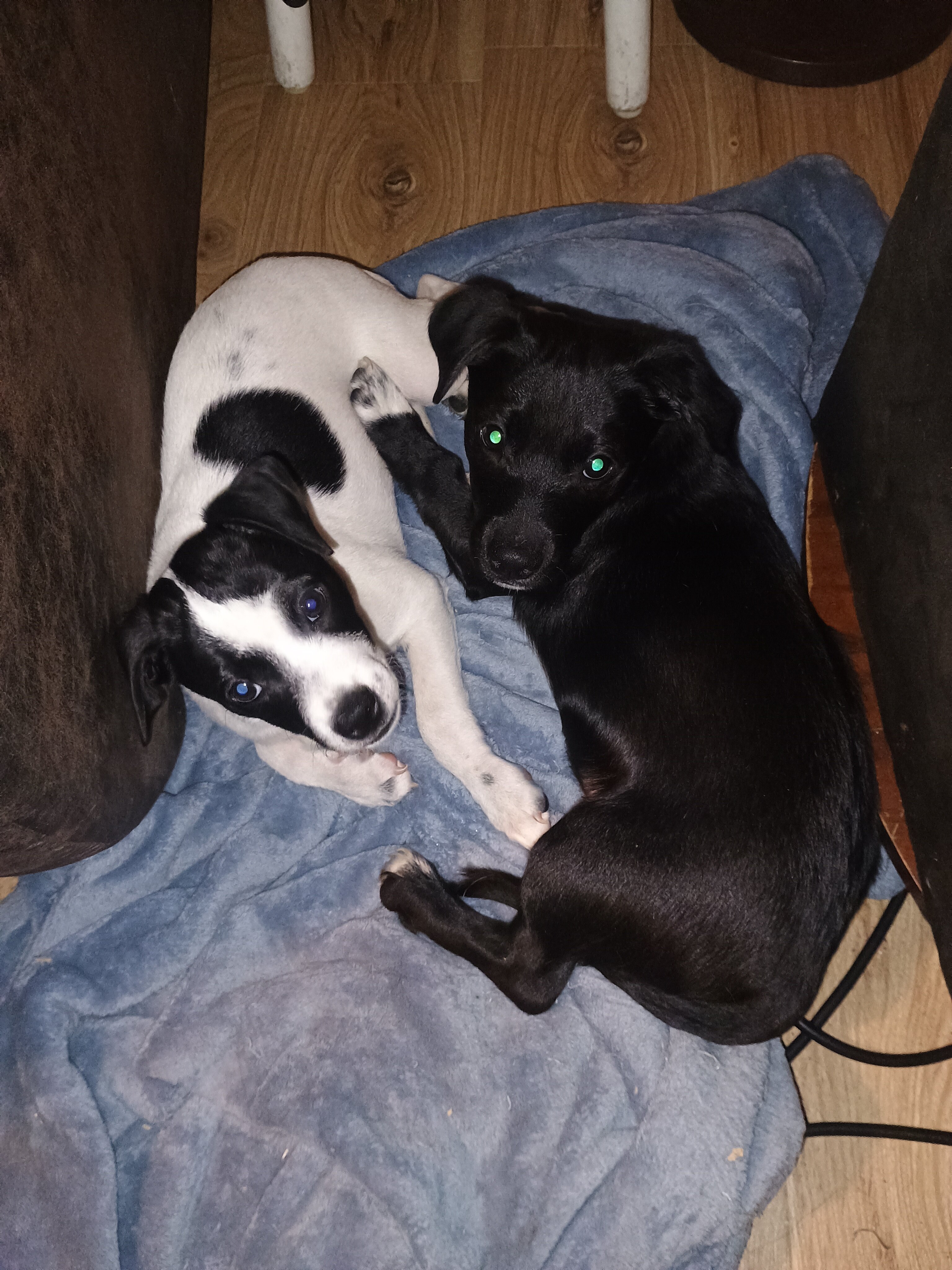 Sweet Little Boy Boy- Chiweenie mix image 1