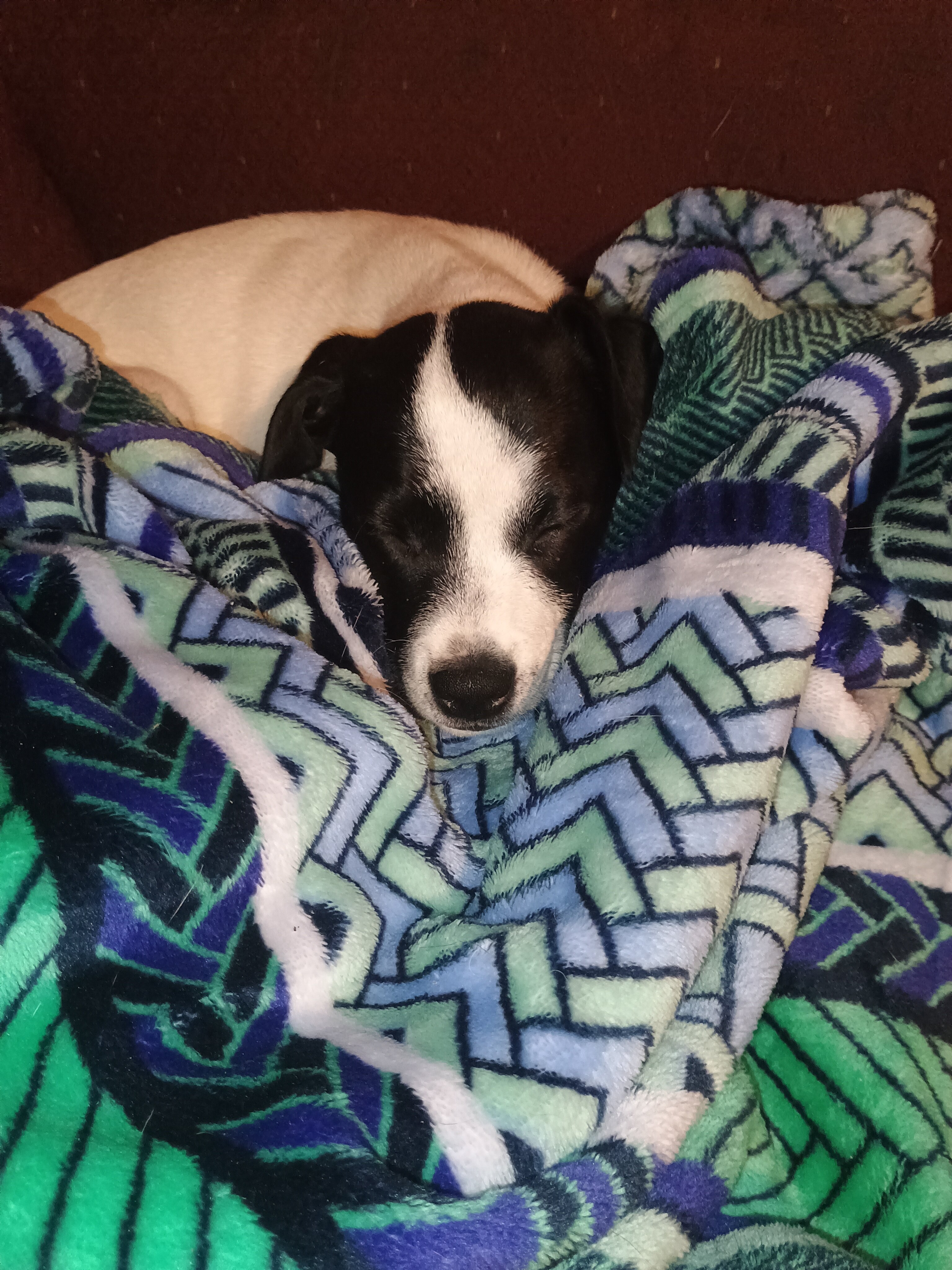Sweet Little Boy Boy- Chiweenie mix image 2