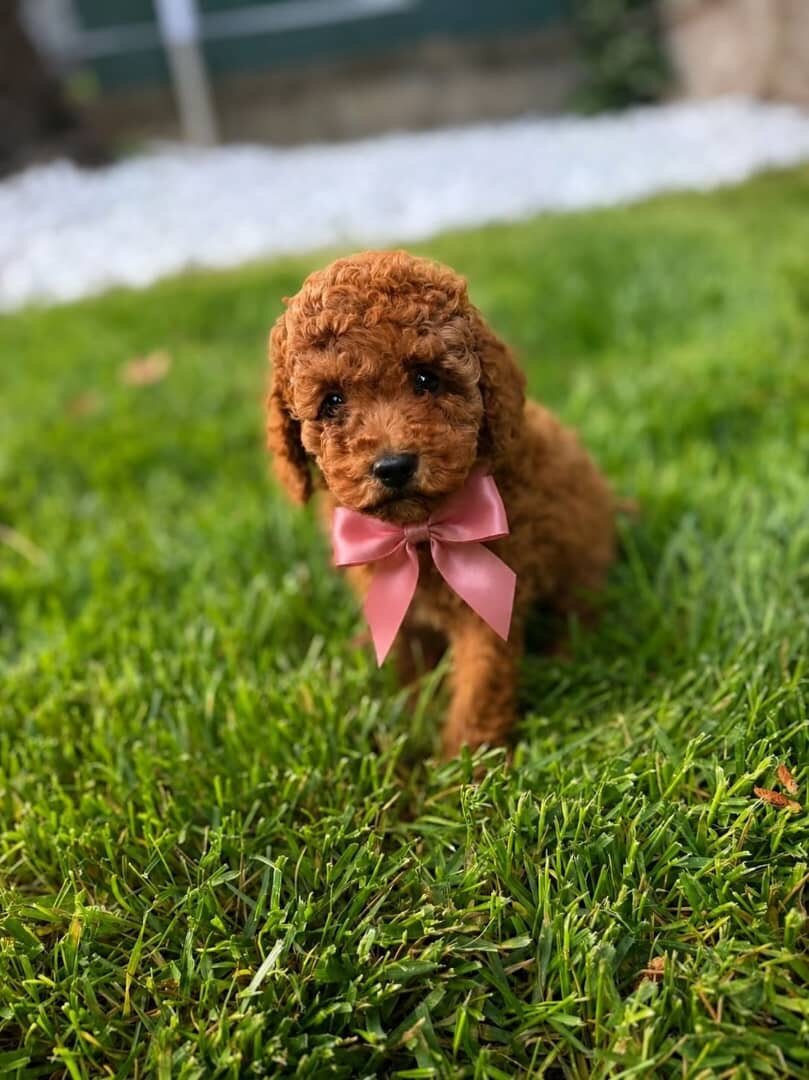 Toy Poodles image 2