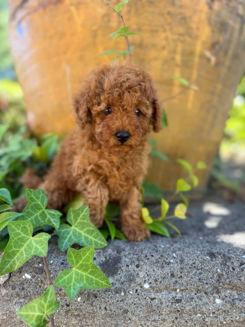 Toy Poodles image 1