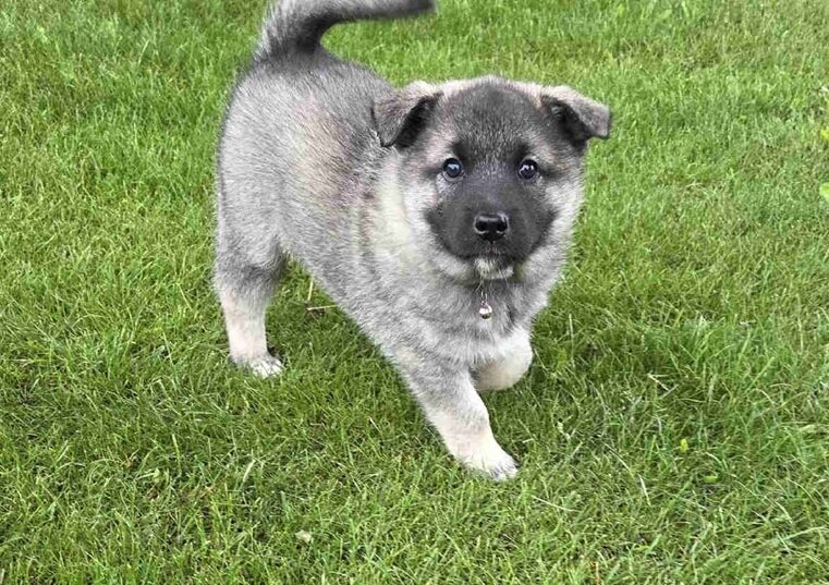 Norwegian Elkhound Puppies – Perfect Adventure image 5