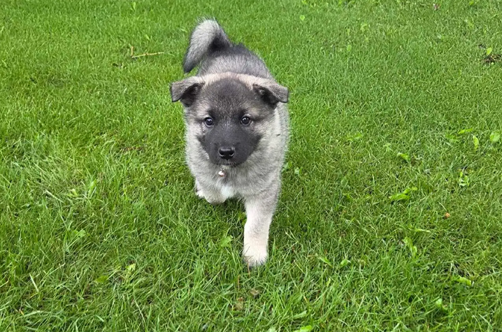 Norwegian Elkhound Puppies – Perfect Adventure image 6