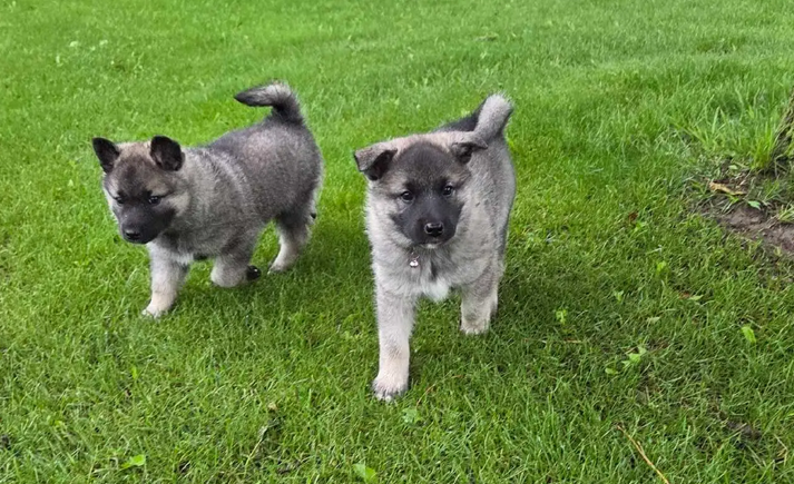 Norwegian Elkhound Puppies – Perfect Adventure image 7