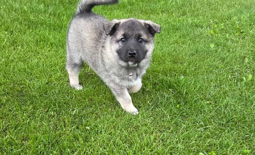 Norwegian Elkhound Puppies – Perfect Adventure image 8