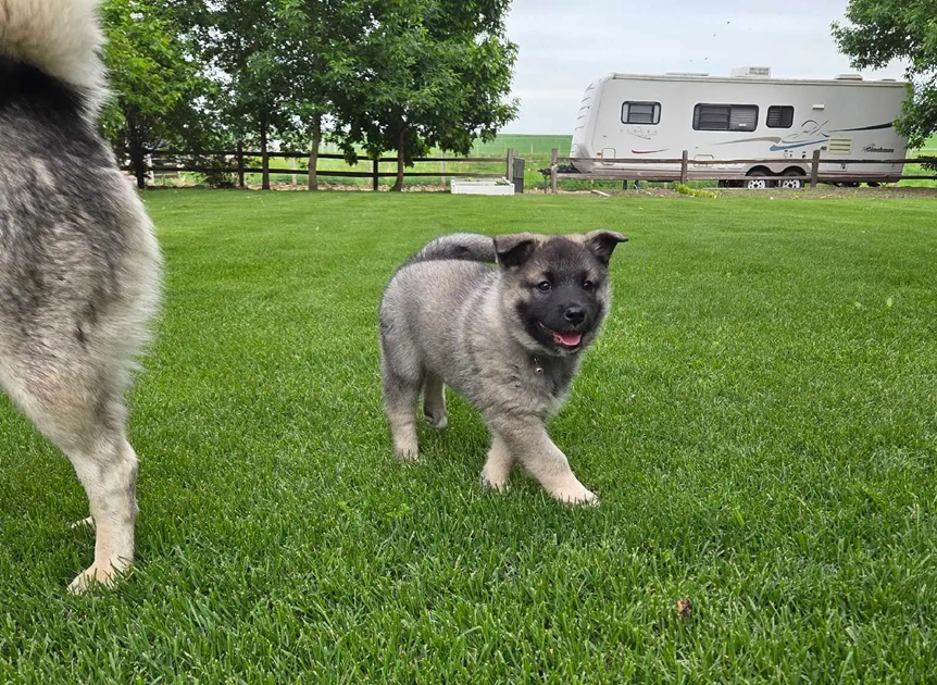 Norwegian Elkhound Puppies – Perfect Adventure image 9
