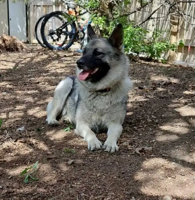 Norwegian Elkhound Puppies – Perfect Adventure image 1