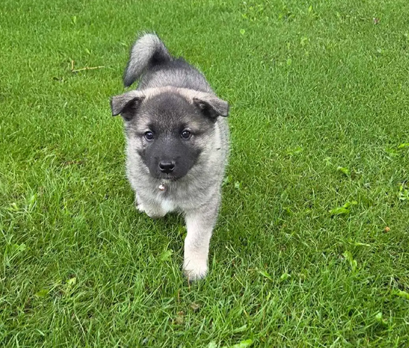 Norwegian Elkhound Puppies – Perfect Adventure image 3
