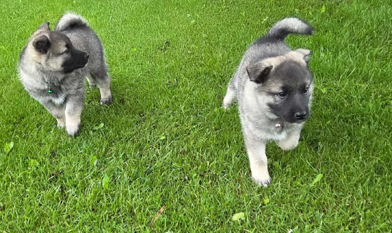 Norwegian Elkhound Puppies – Perfect Adventure image 4
