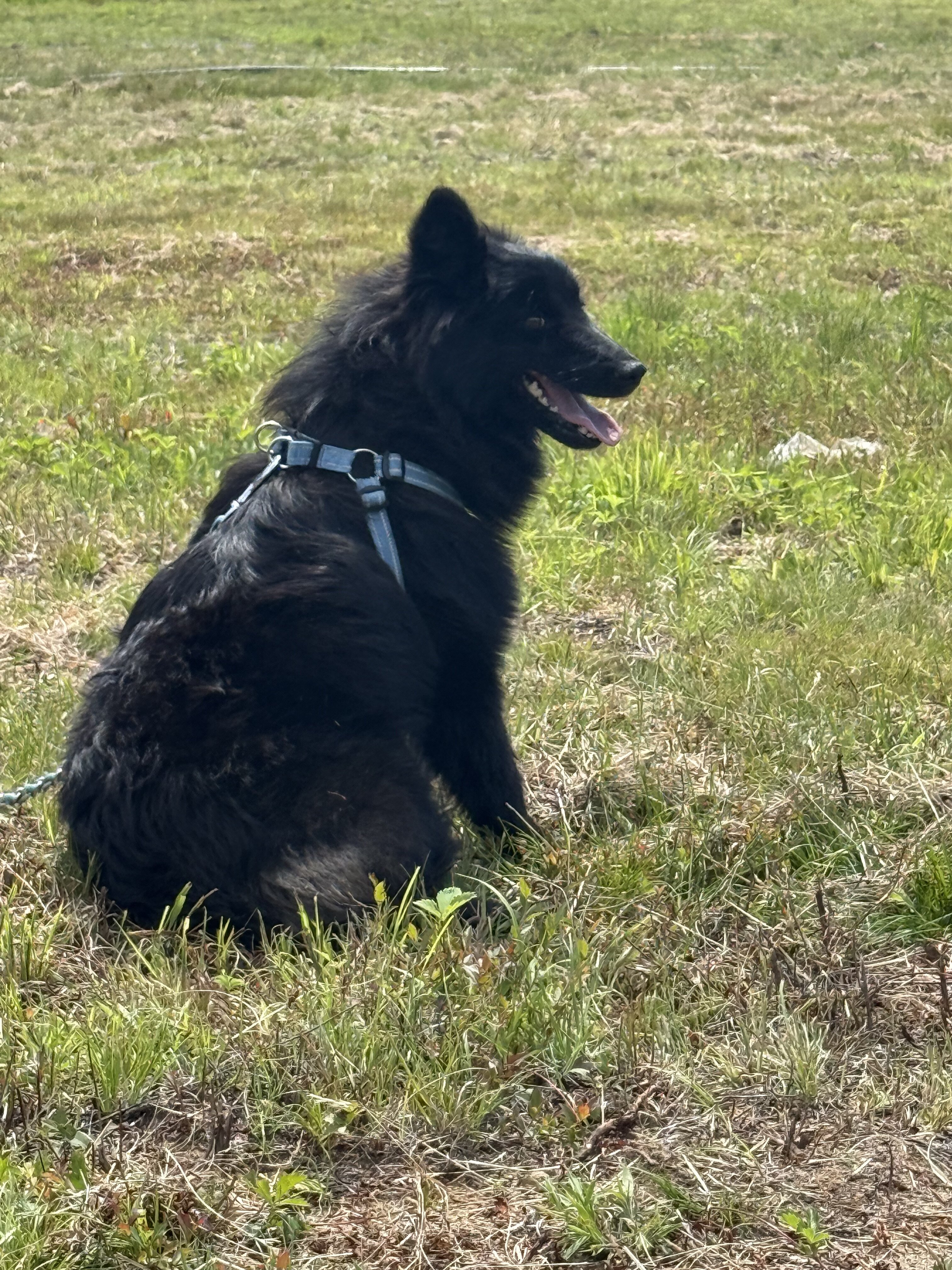 Black Shepherd Mix Puppy image 4