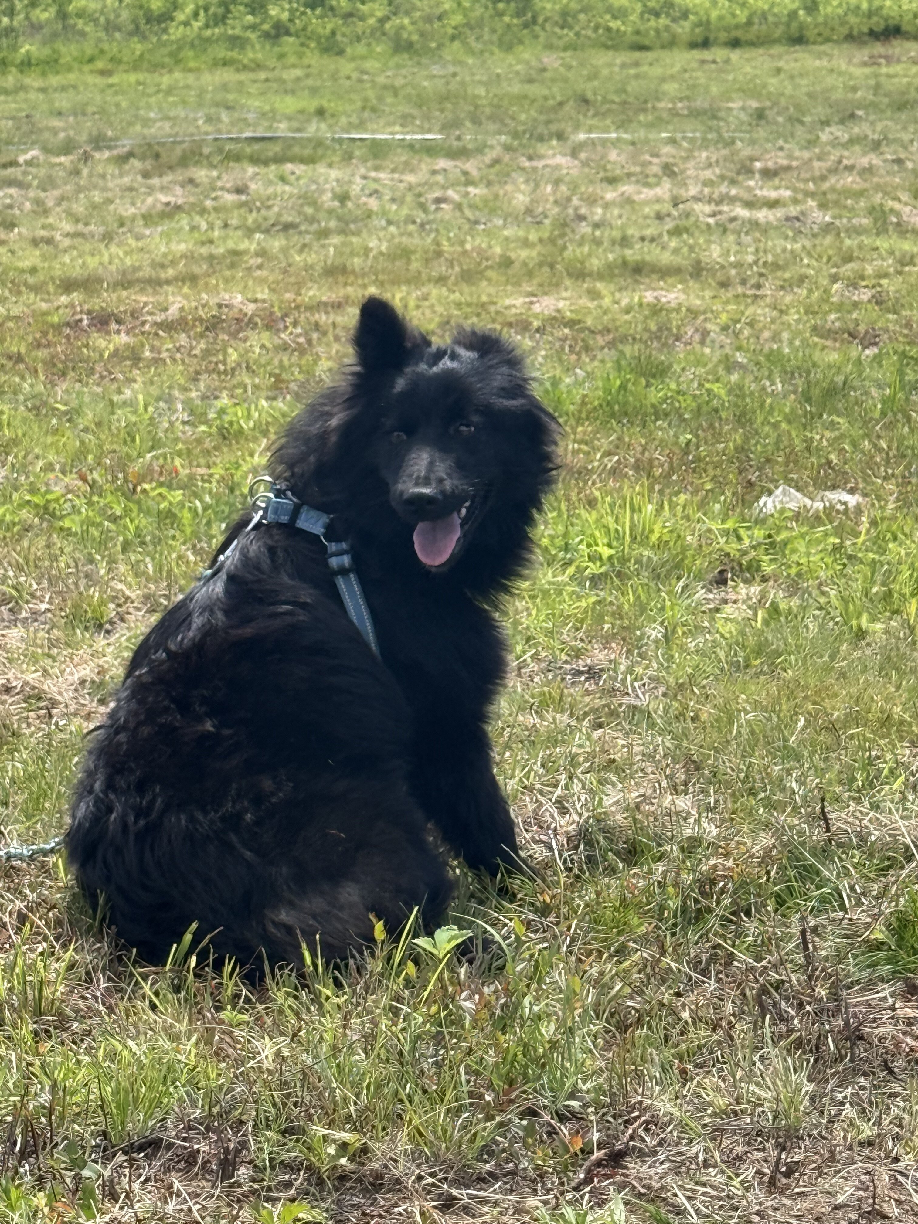 Black Shepherd Mix Puppy image 3