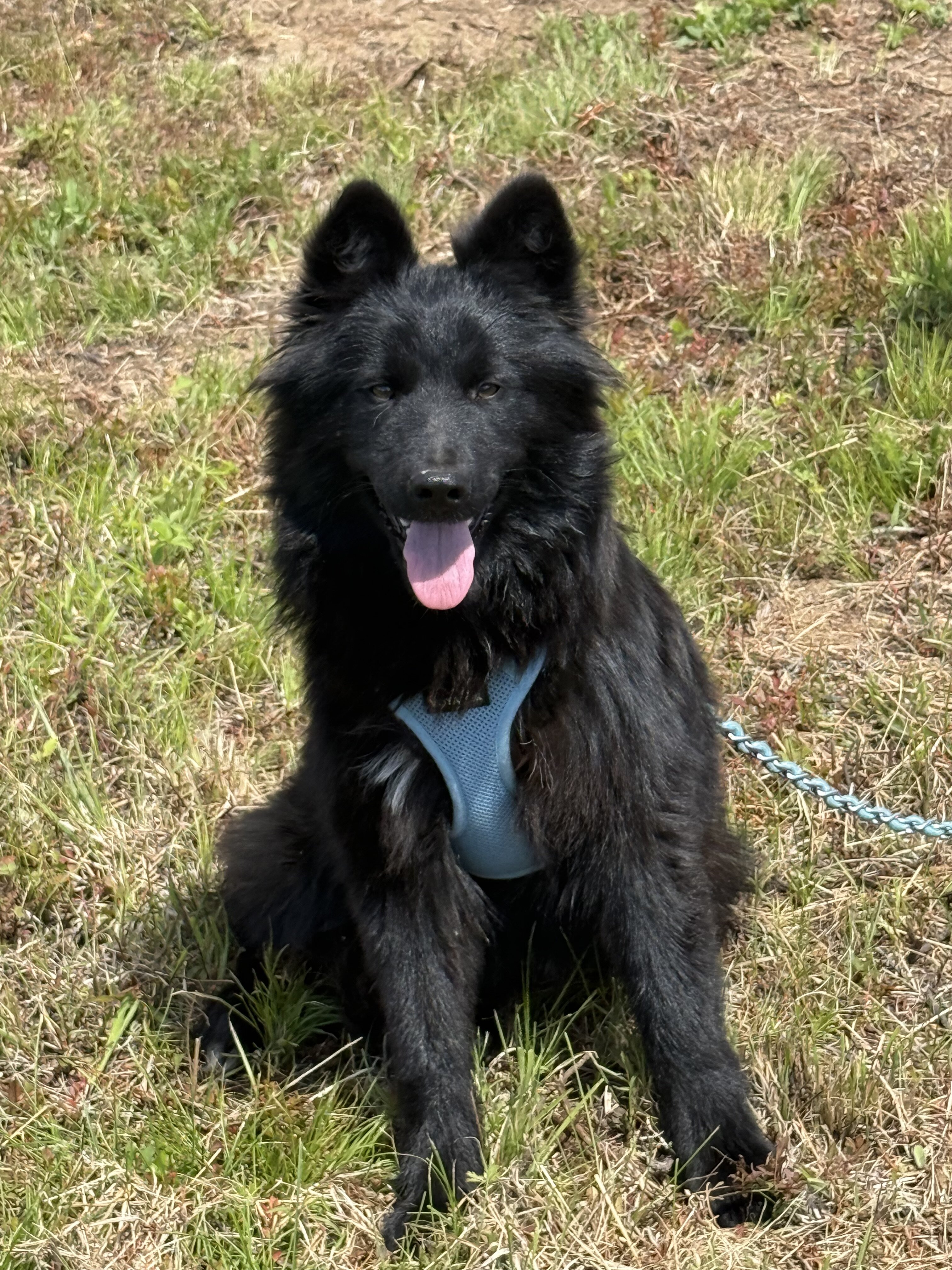 Black Shepherd Mix Puppy image 2