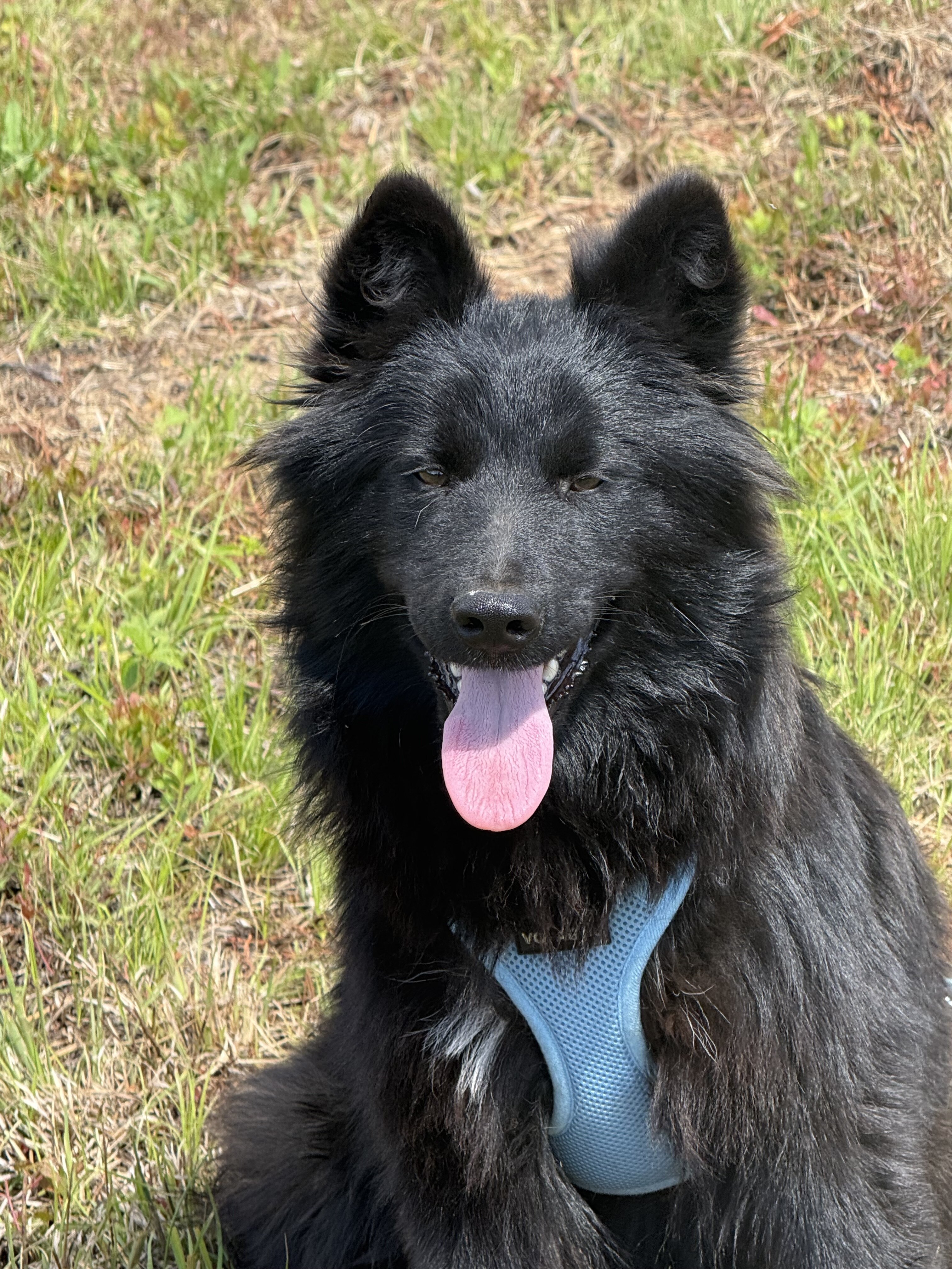 Black Shepherd Mix Puppy image 1